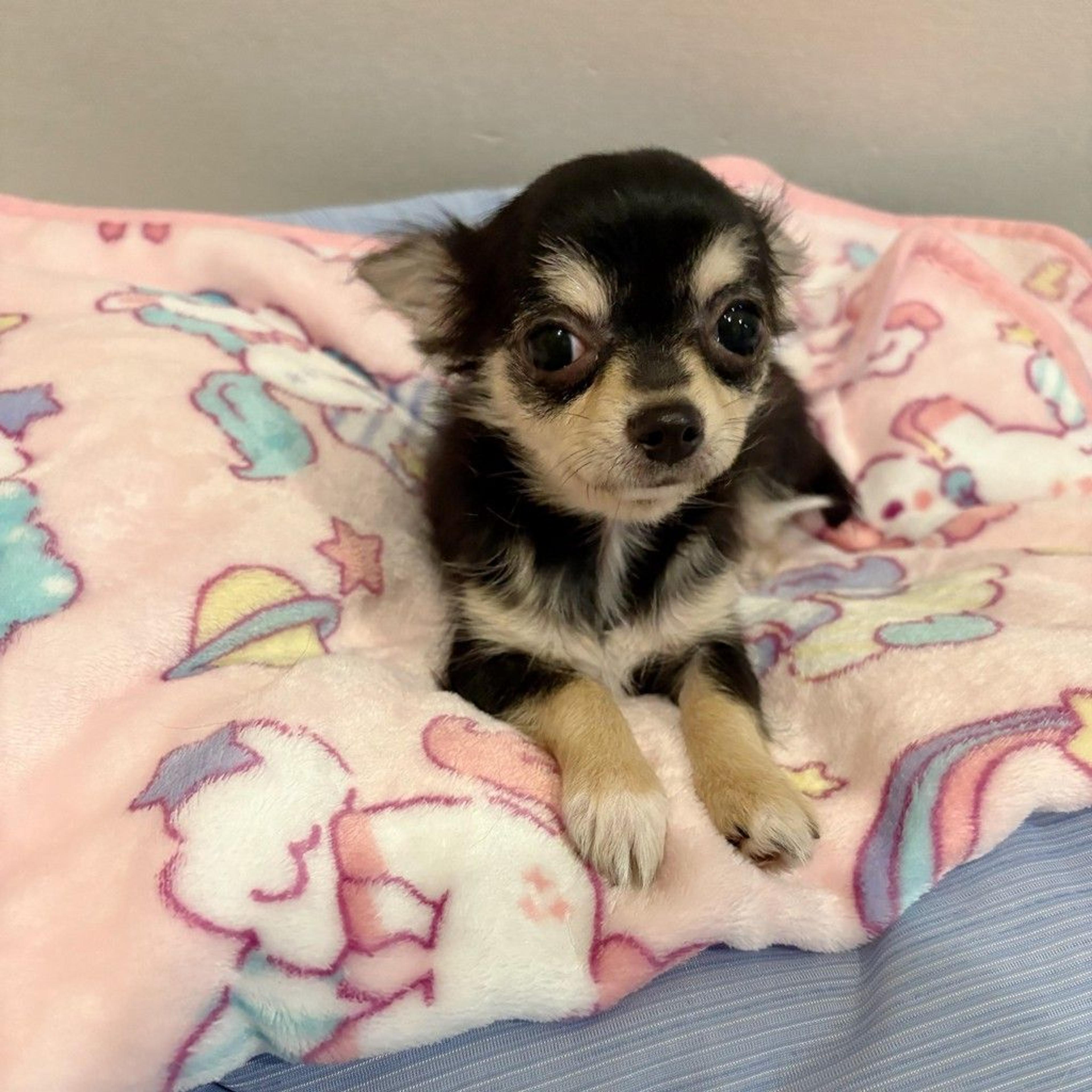 pet-image-6