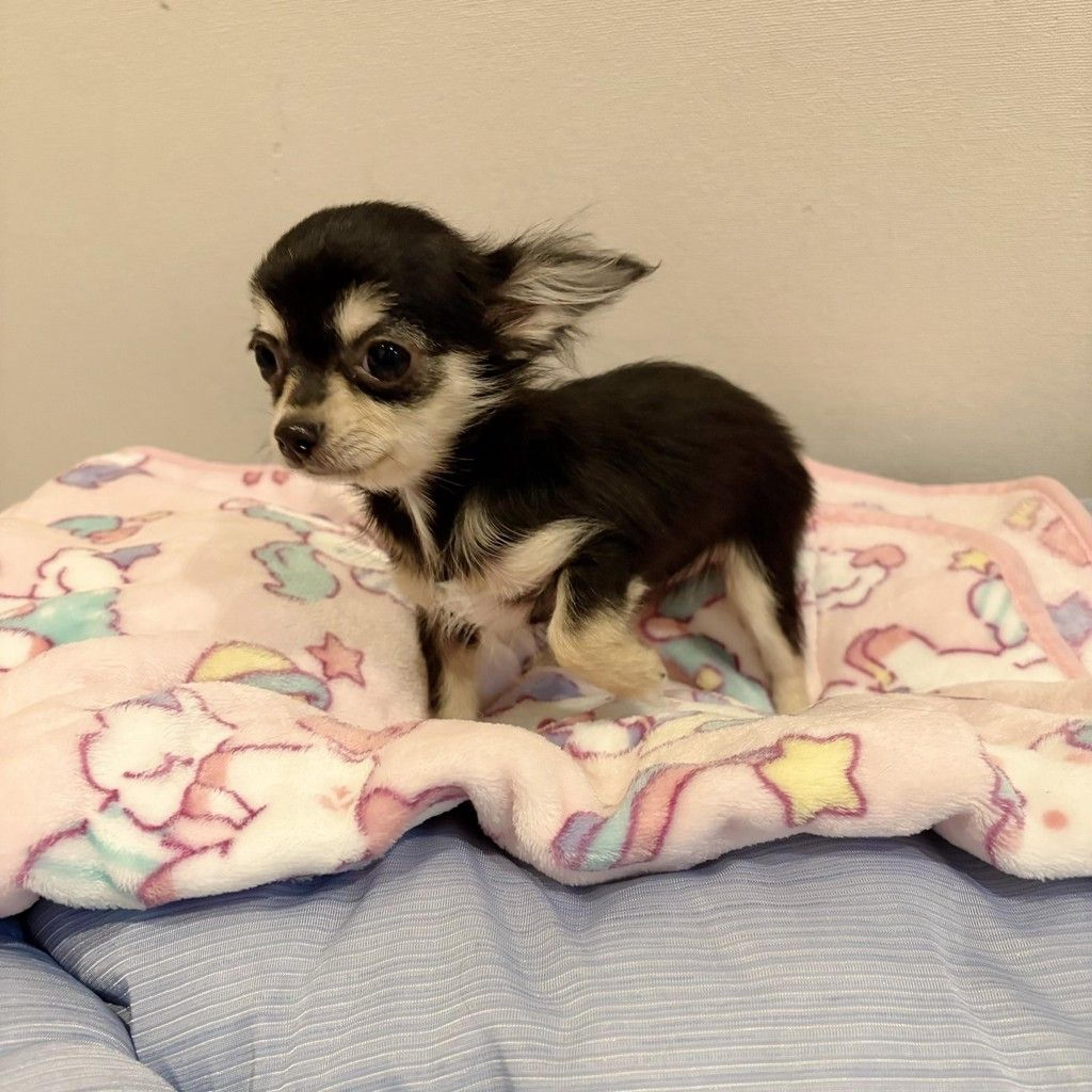 pet-image-8