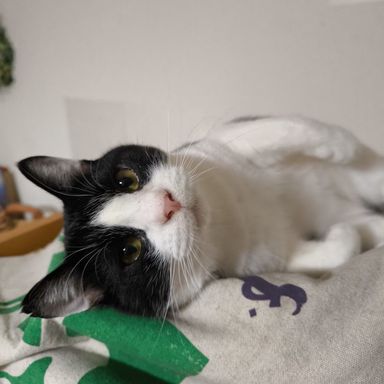 雑種（ミックス猫）・オスの里親募集の写真