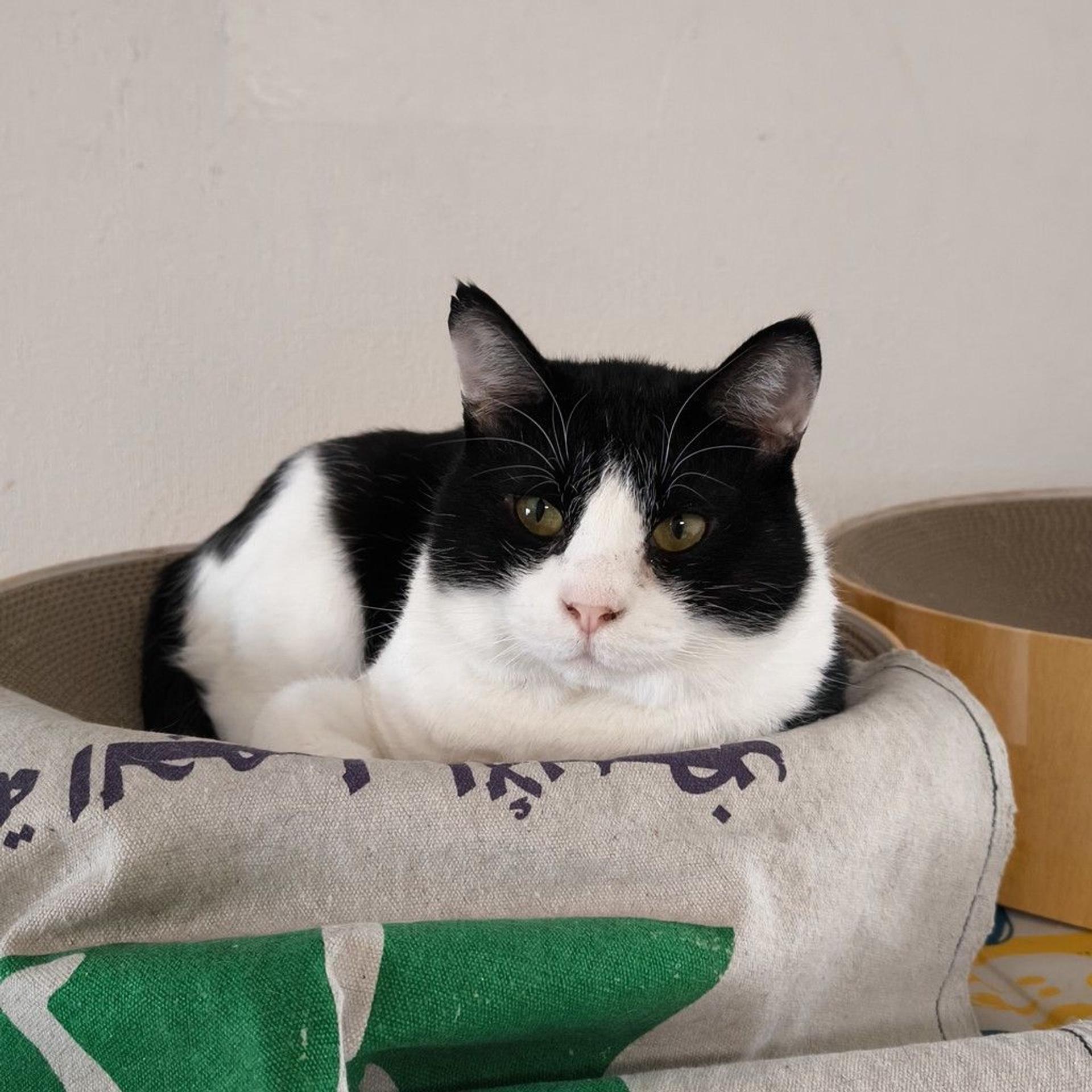 pet-image-2