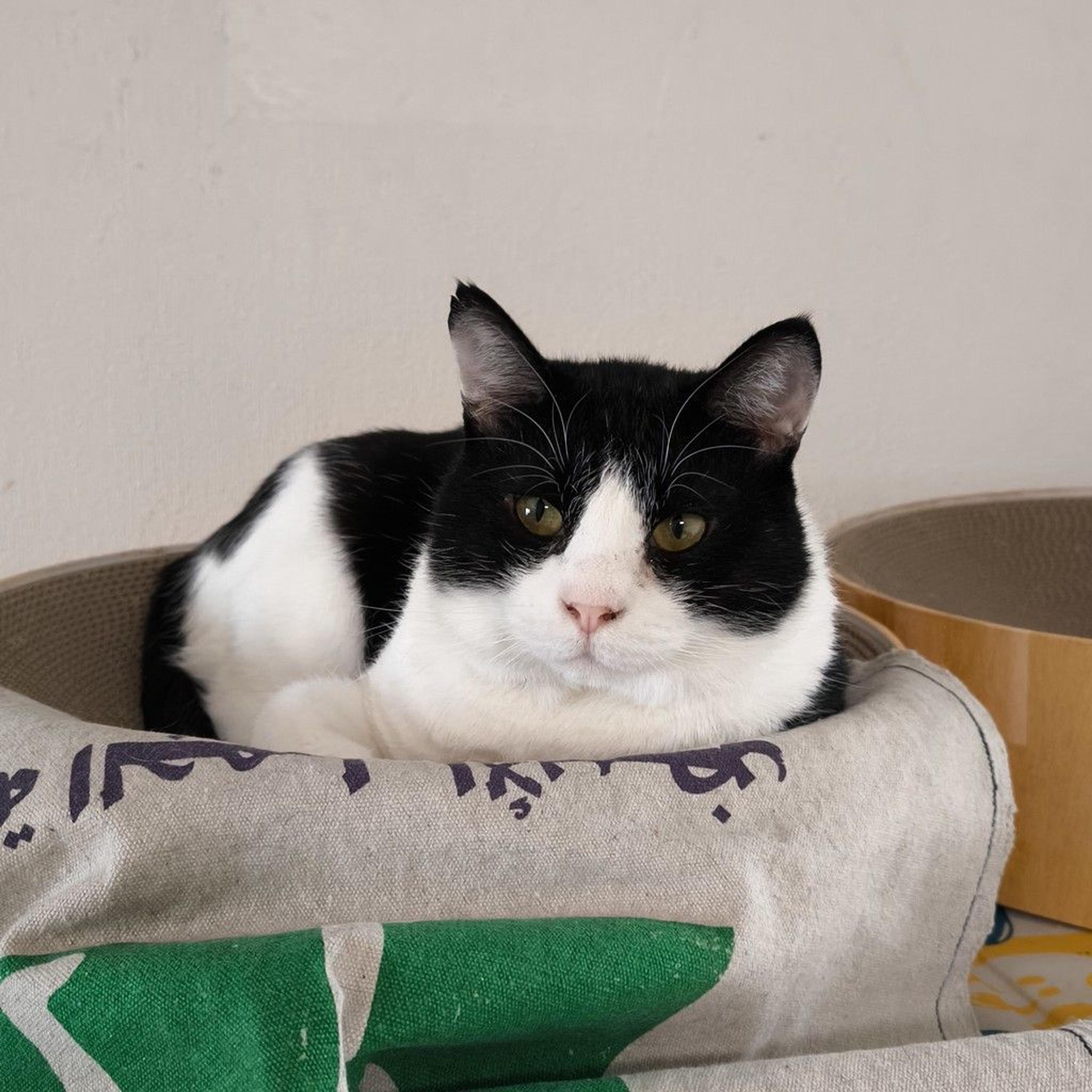 pet-image-2