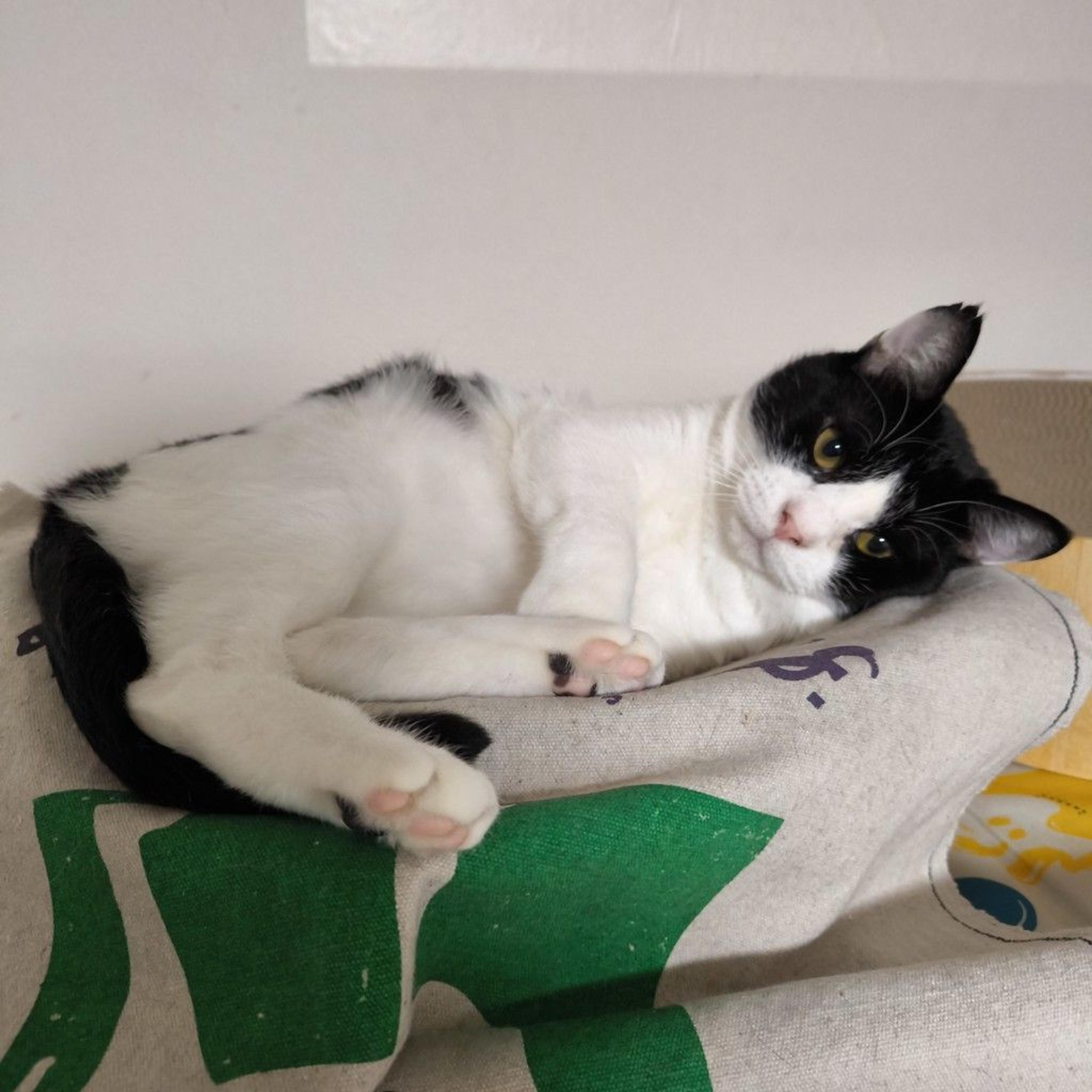 pet-image-3