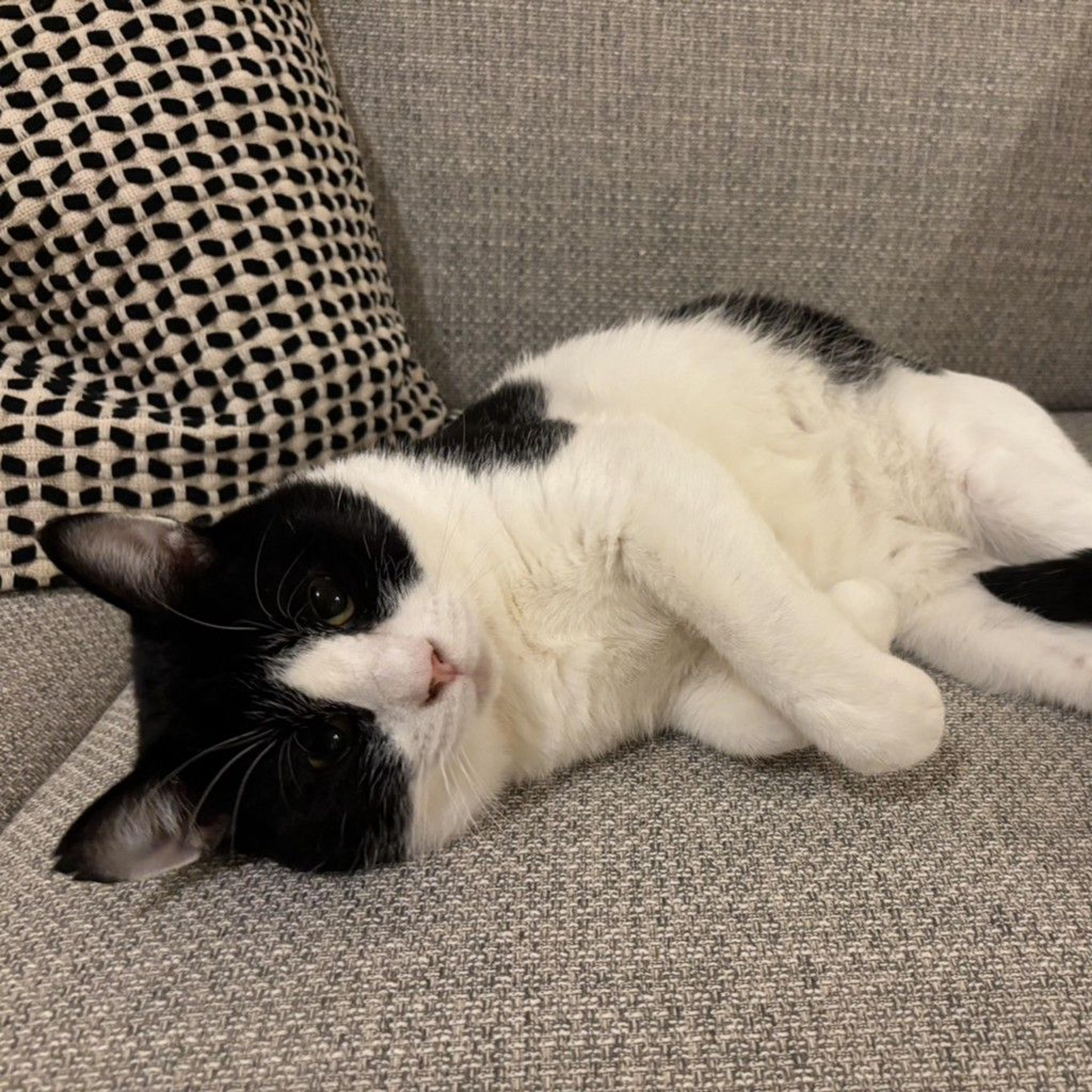 pet-image-4