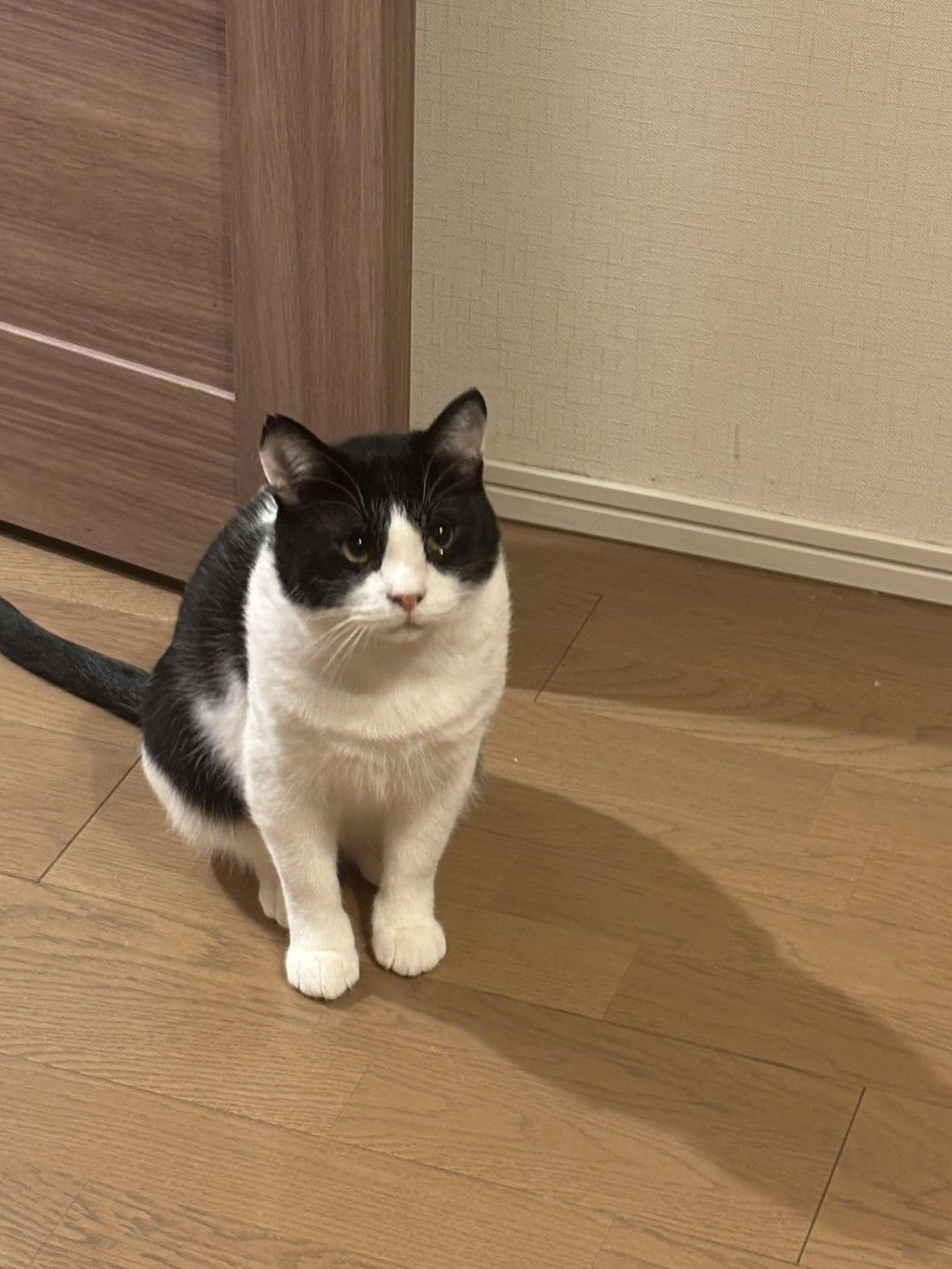 pet-image-5