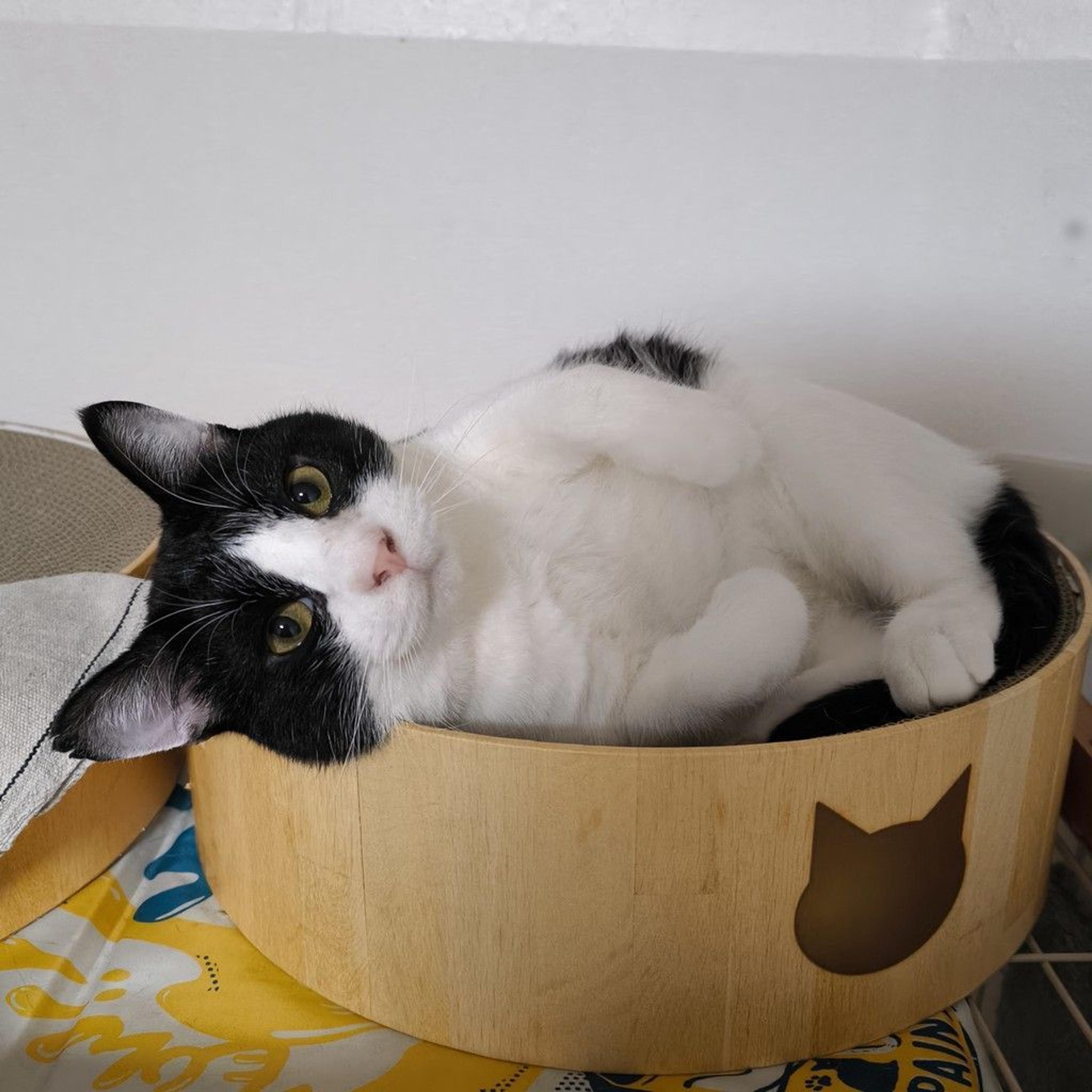 pet-image-6