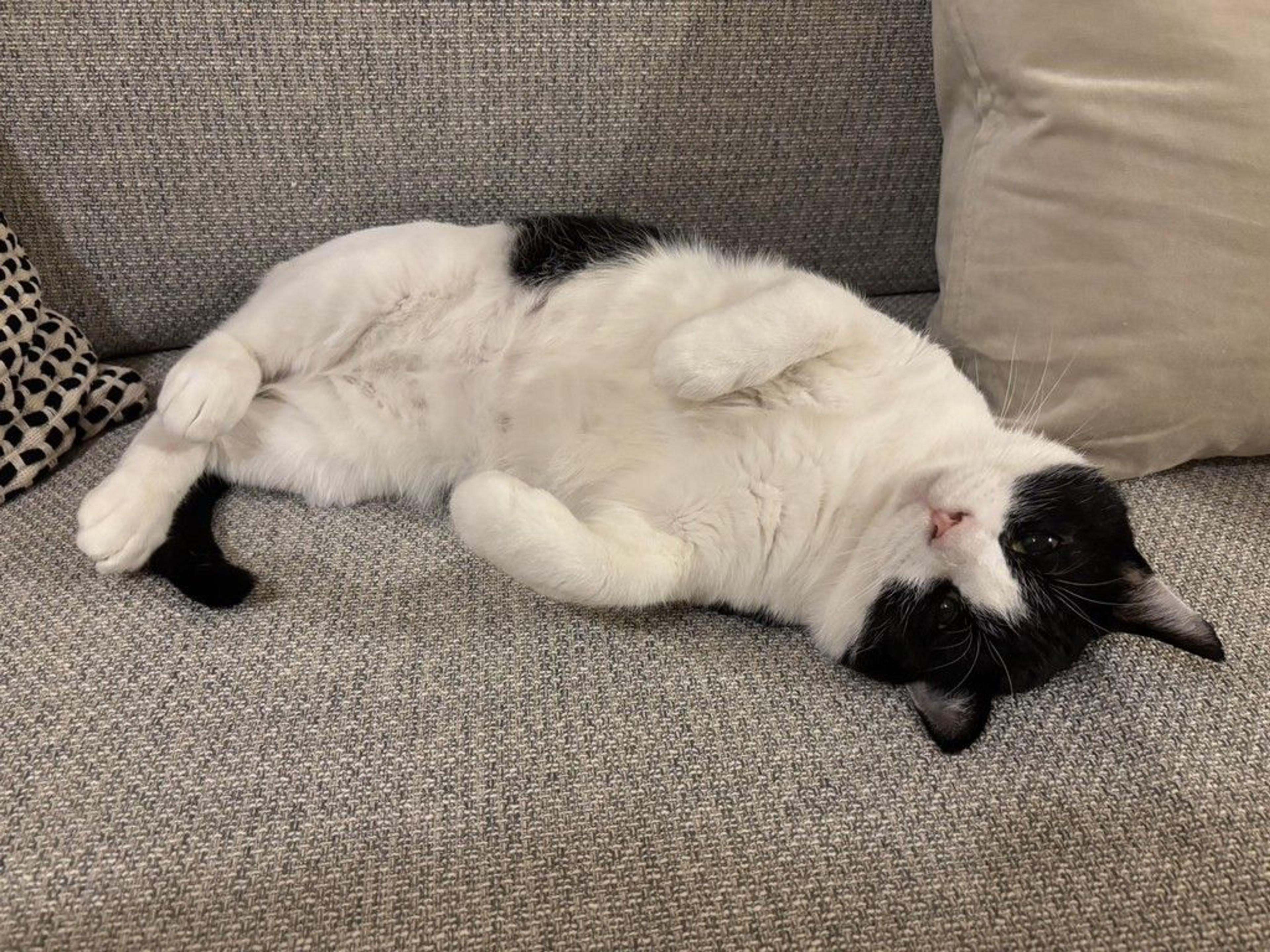 pet-image-8