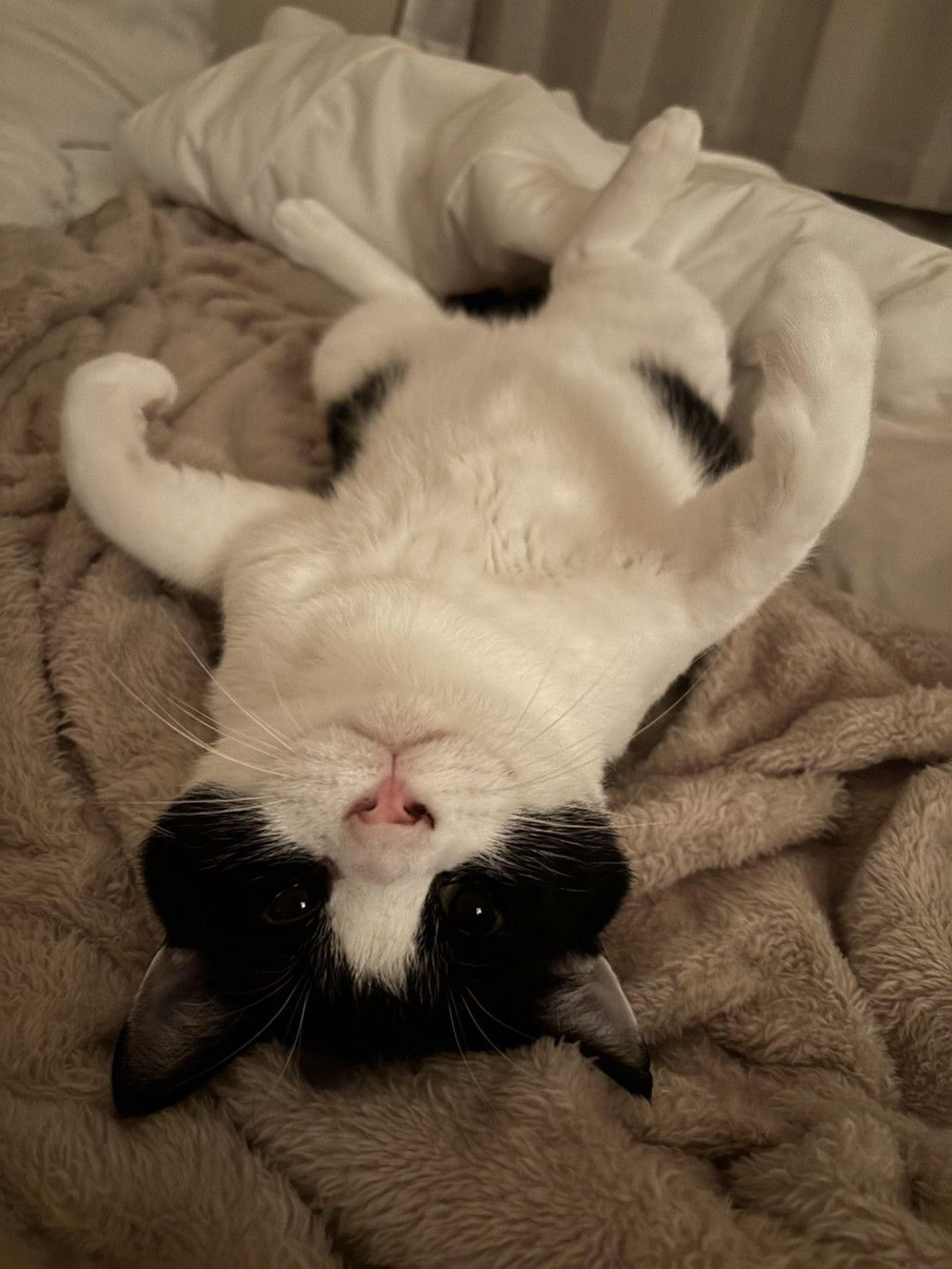 pet-image-9