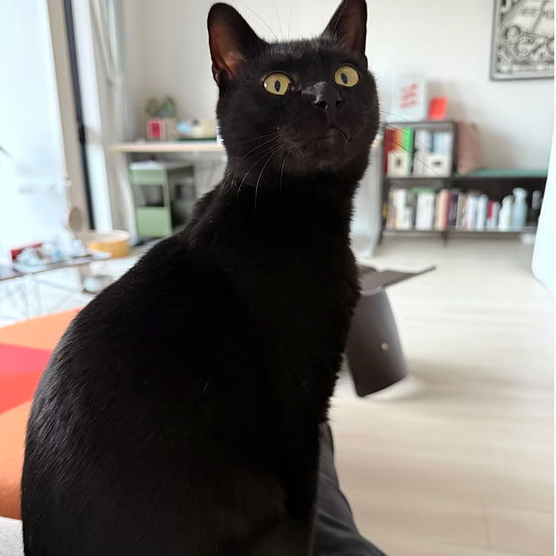 雑種（ミックス猫）・オスの里親募集の写真