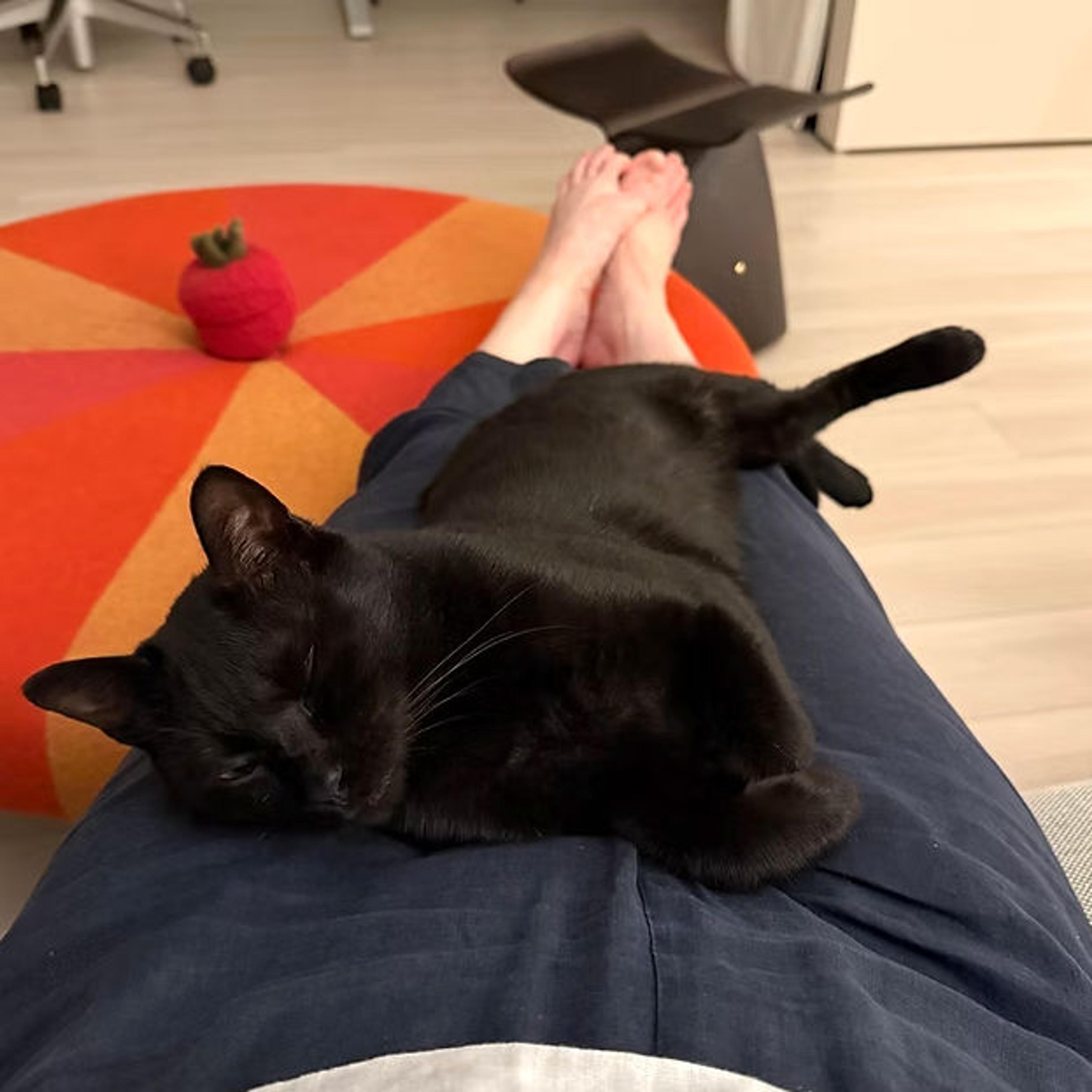 pet-image-2