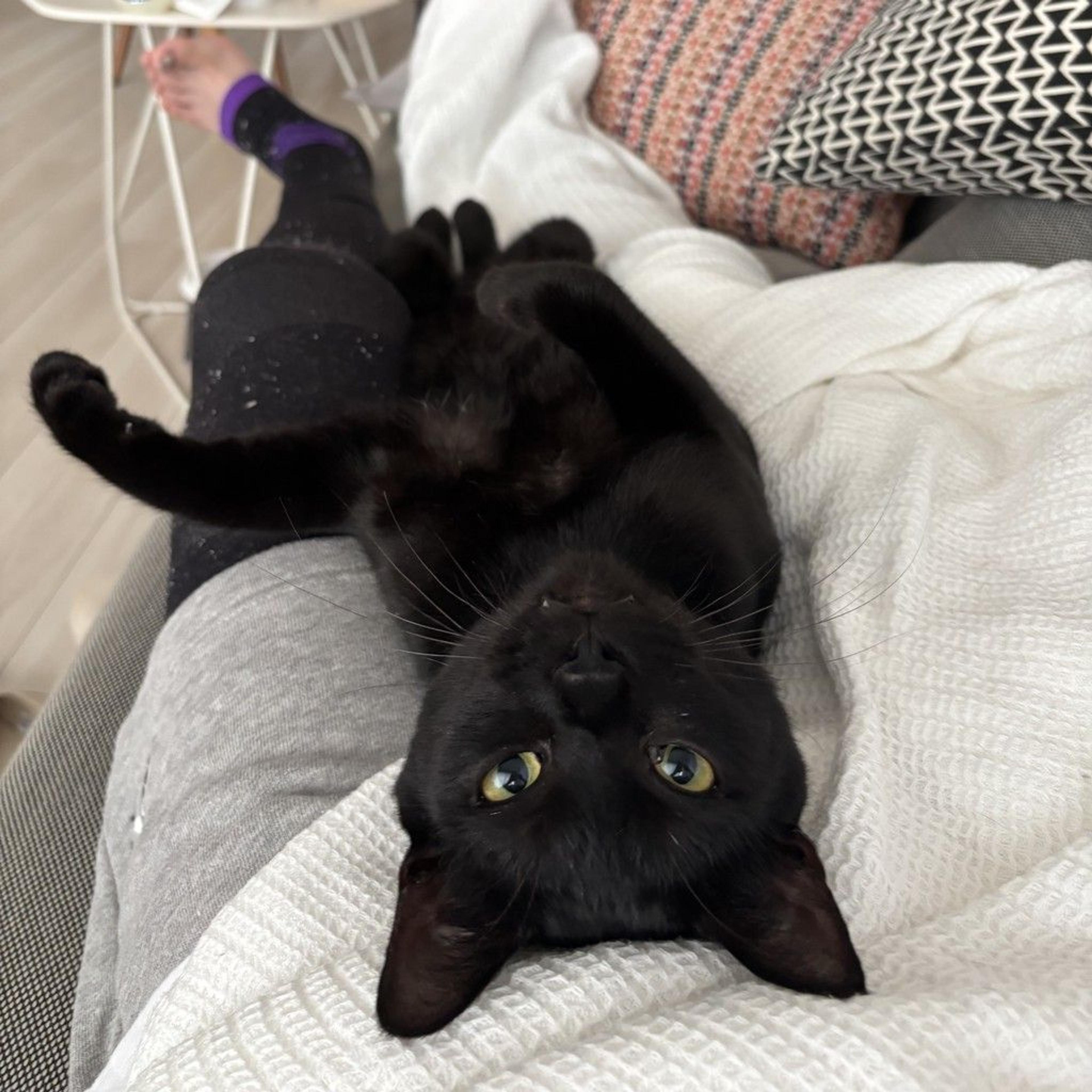 pet-image-3