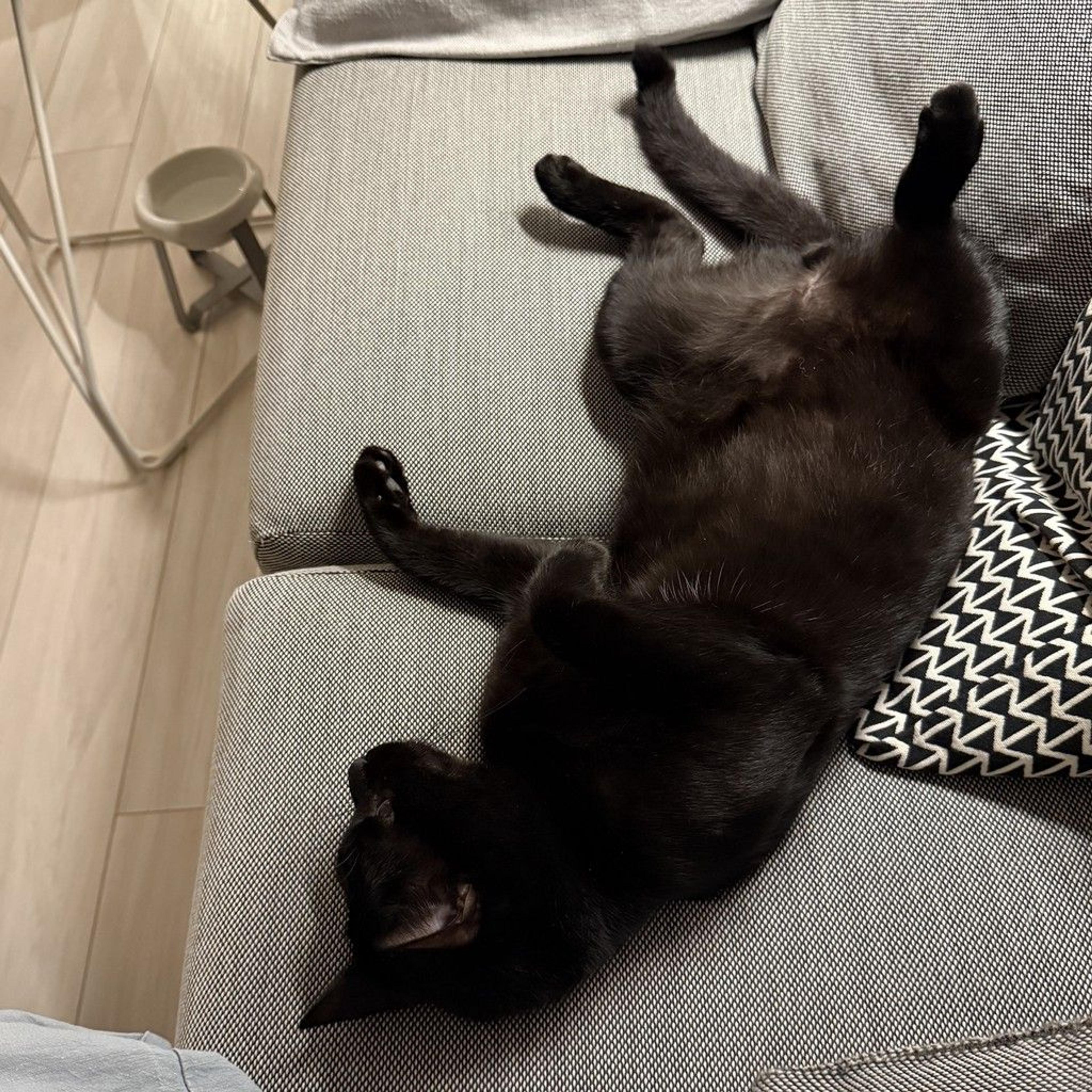 pet-image-4