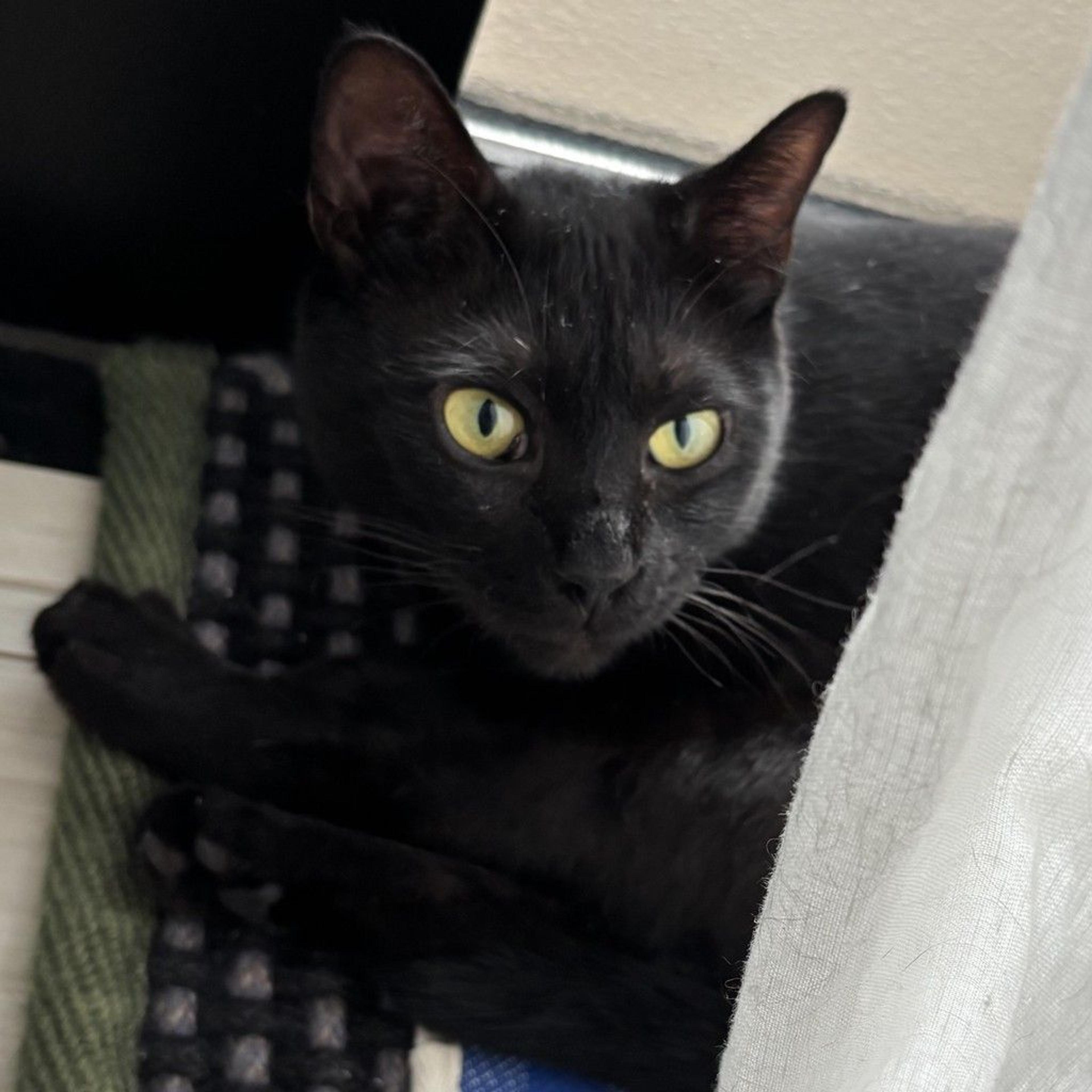 pet-image-5