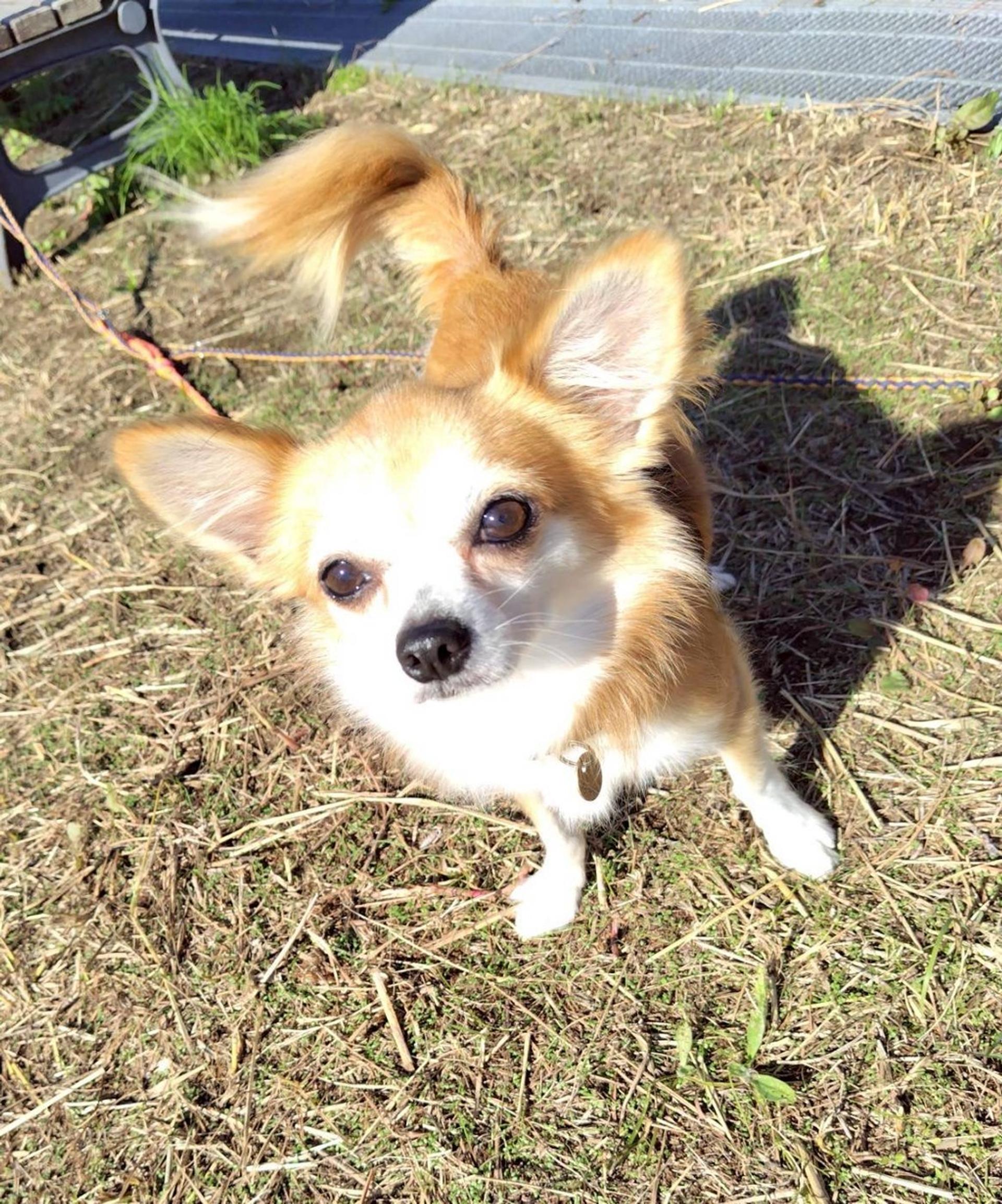 pet-image-2