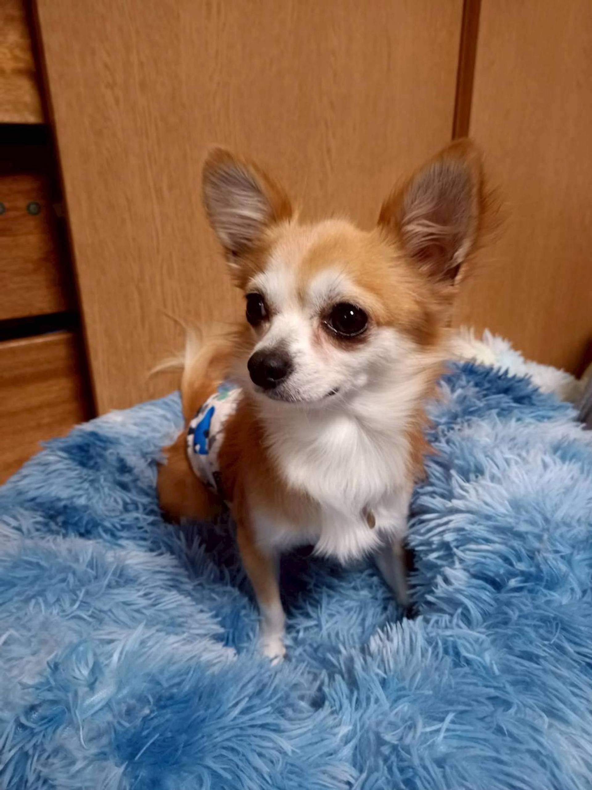 pet-image-5