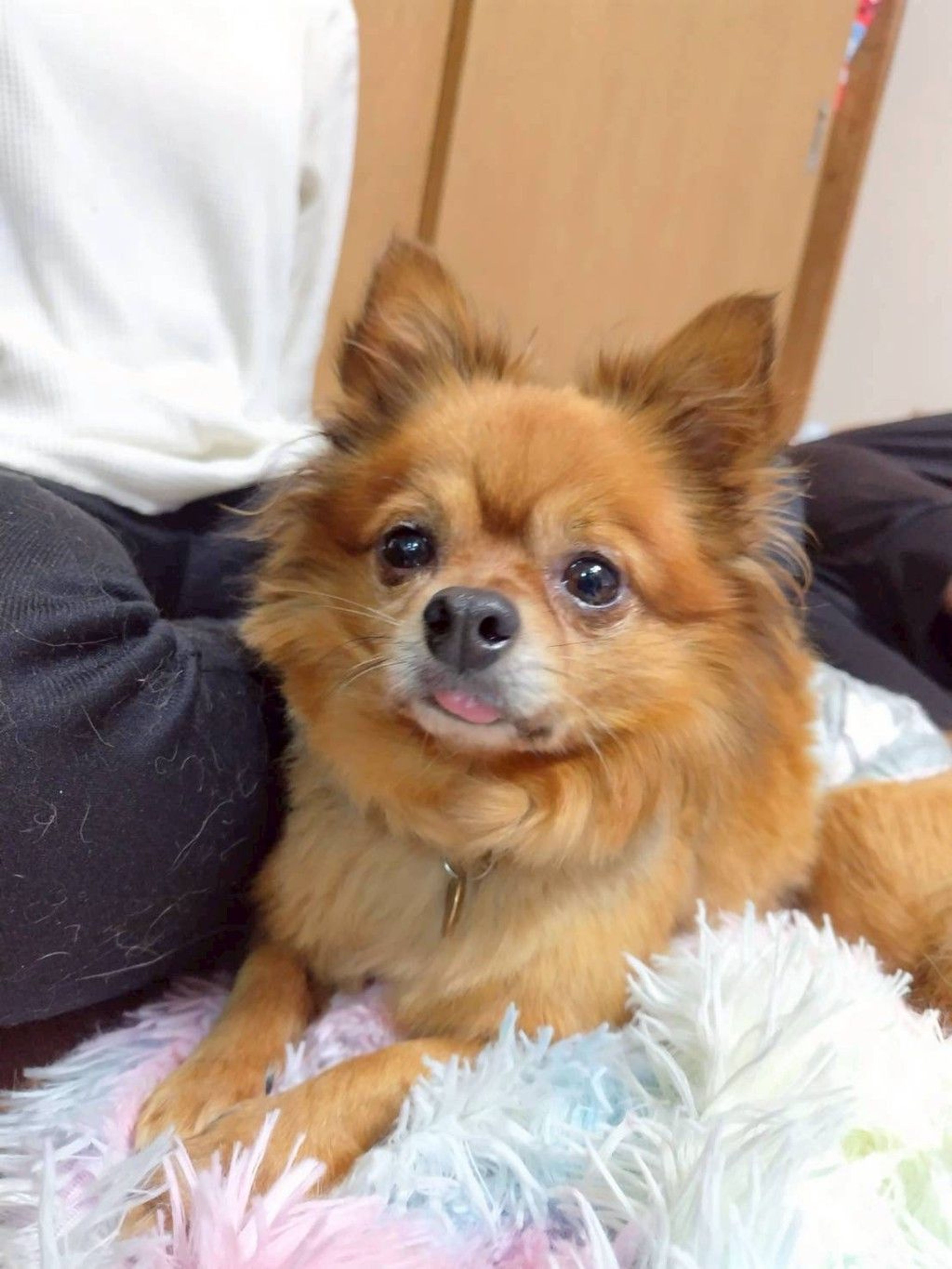 雑種（ミックス犬）・オスの里親募集の写真