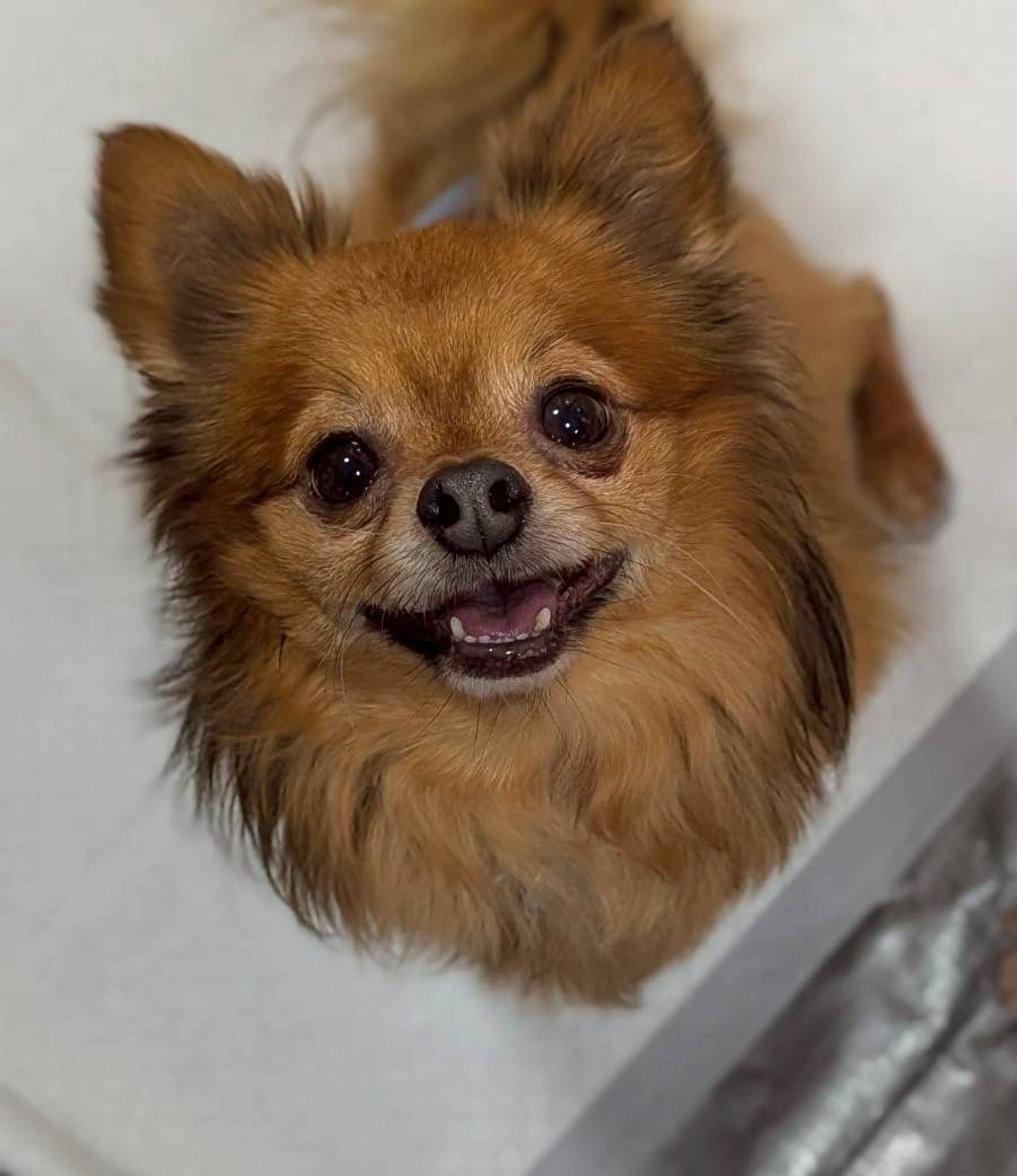 雑種（ミックス犬）・オスの里親募集の写真