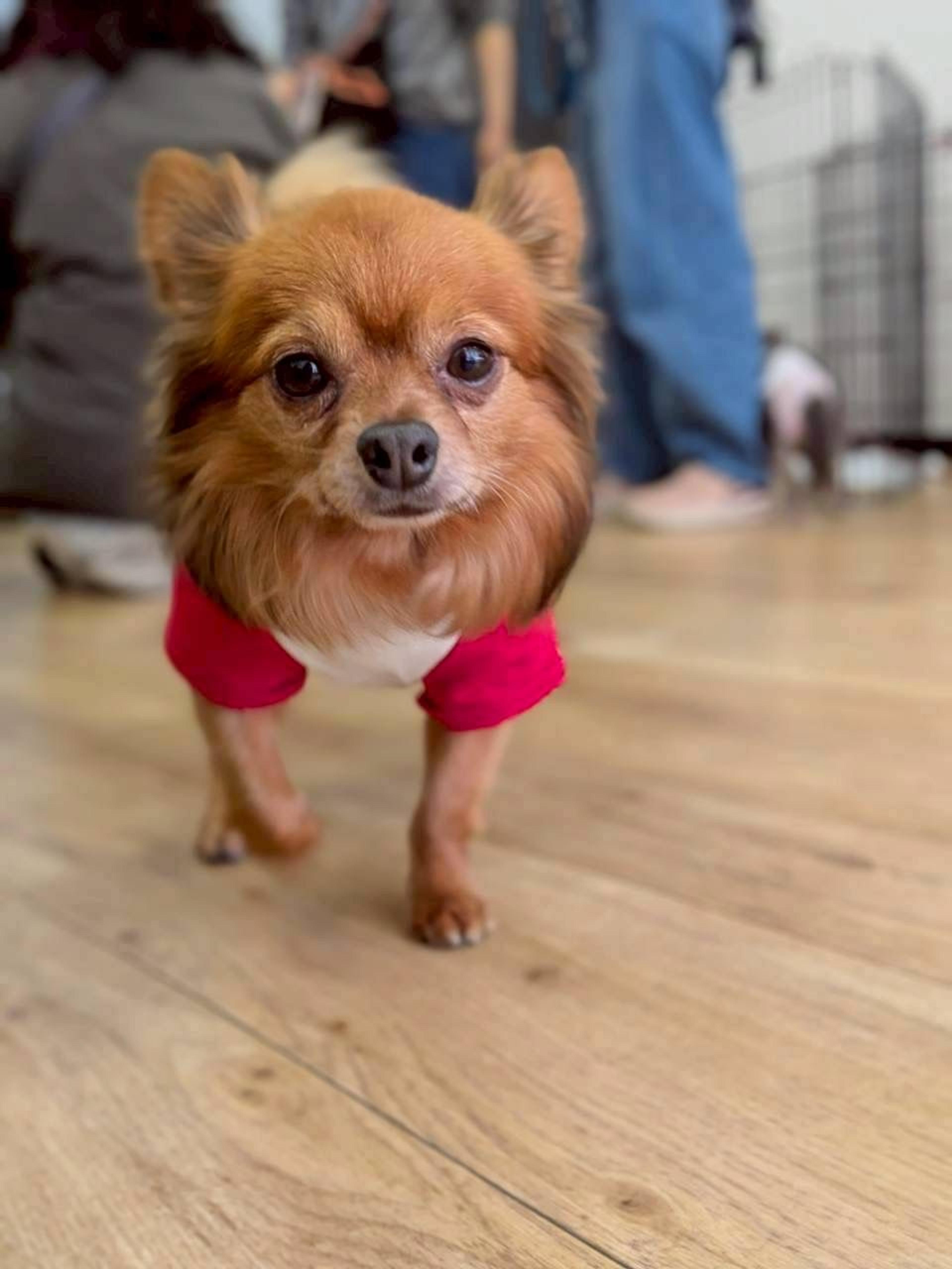 pet-image-3