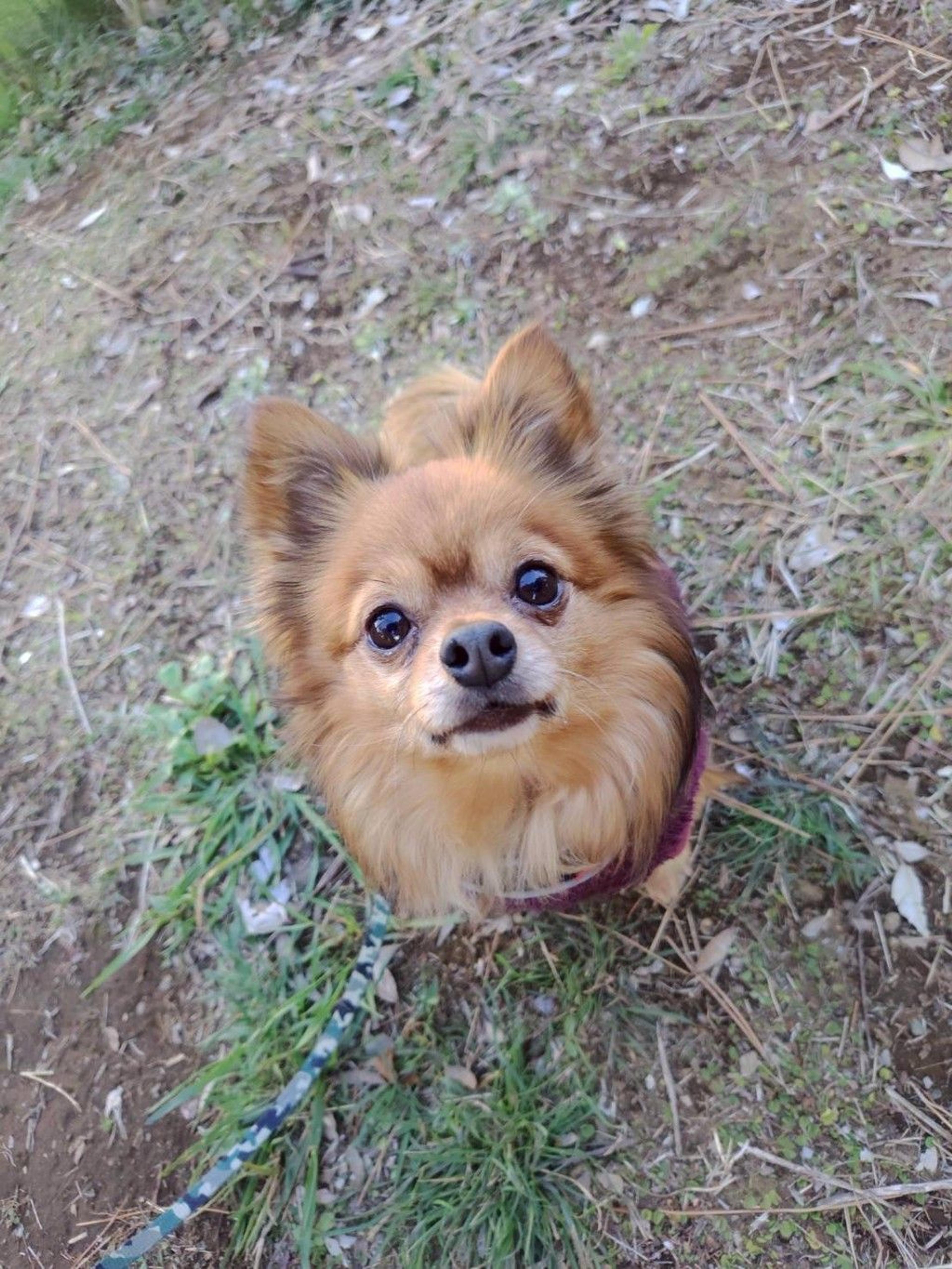 pet-image-4