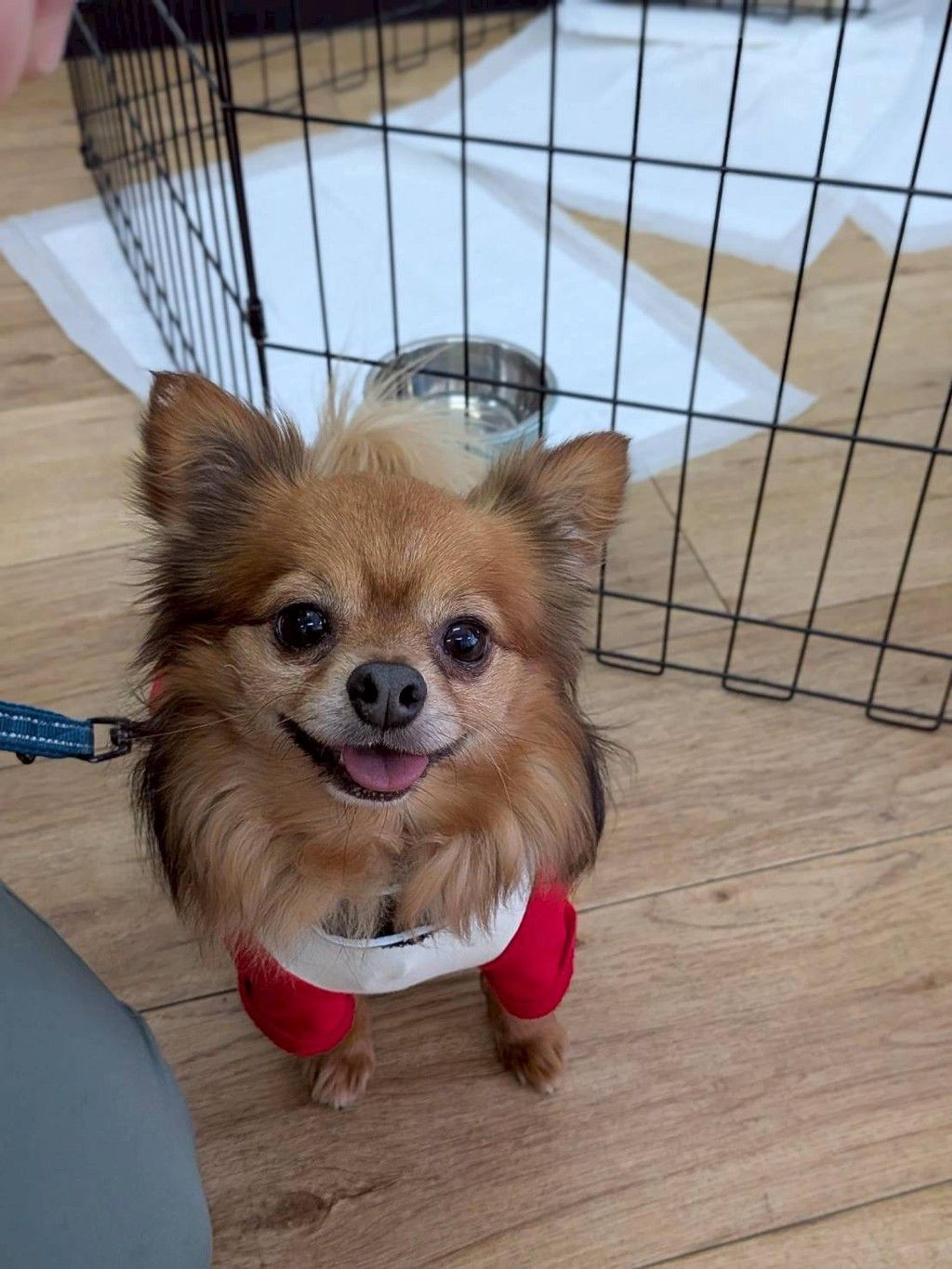 pet-image-6