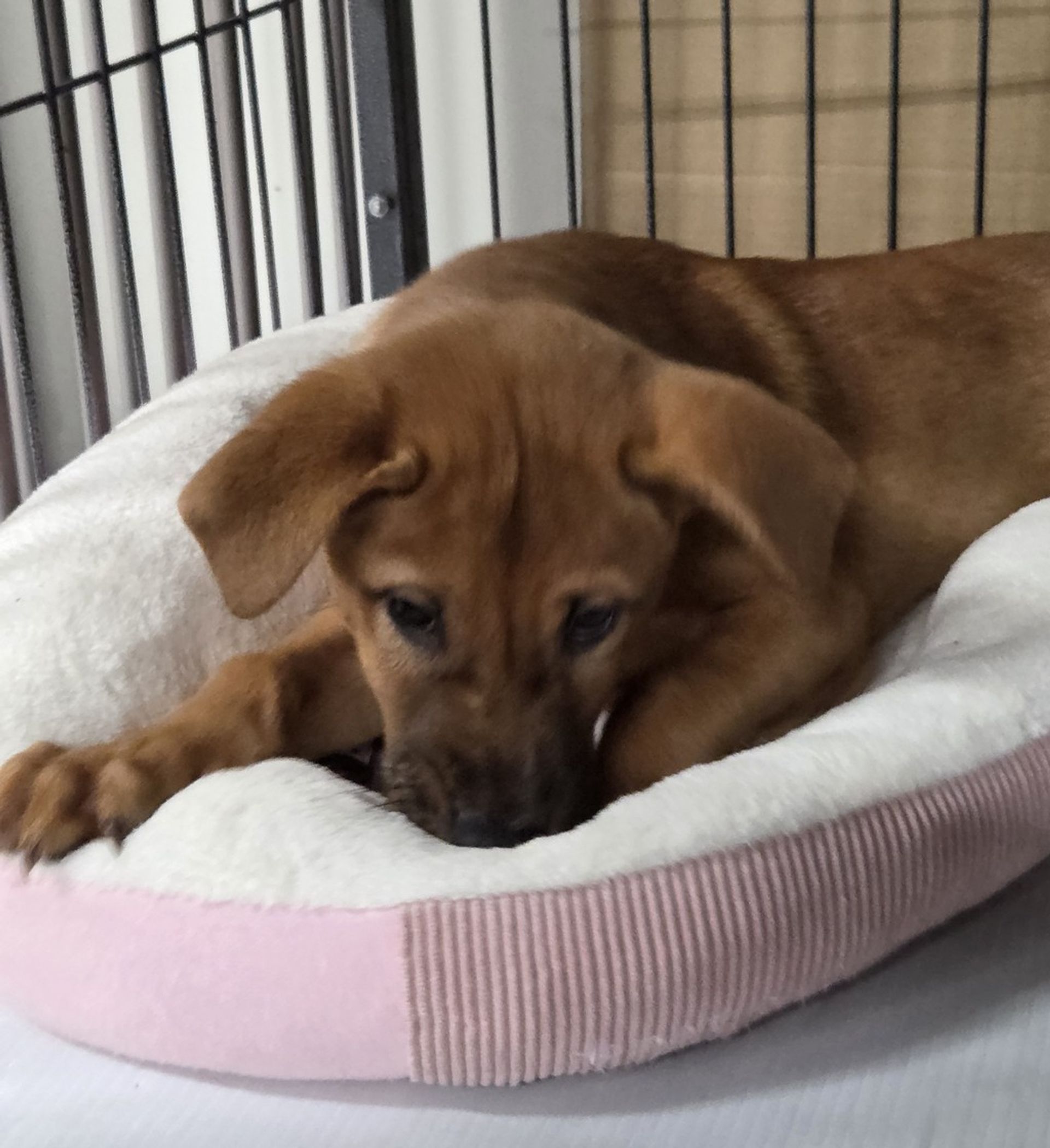 雑種（ミックス犬）・メスの里親募集の写真
