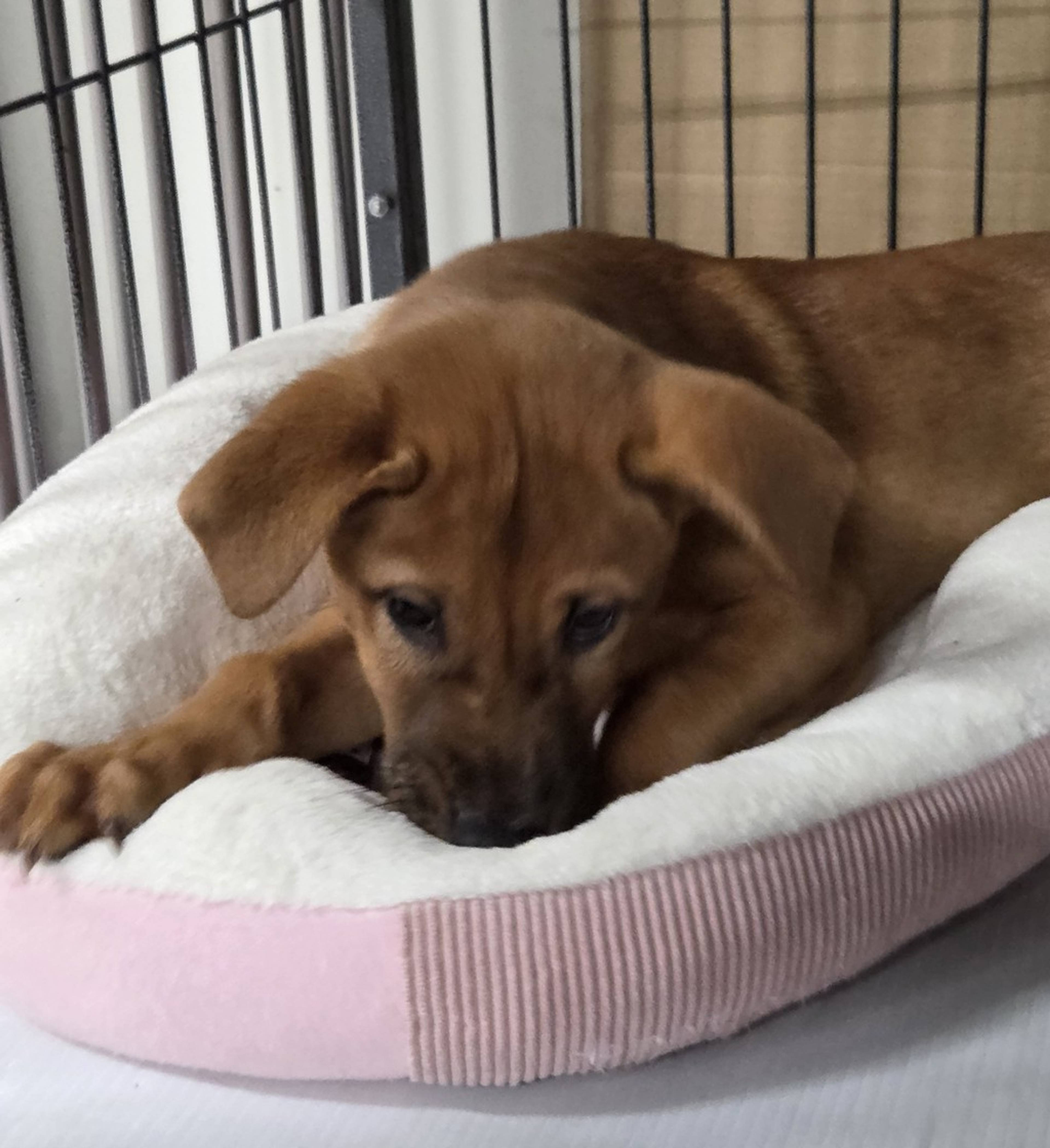 雑種（ミックス犬）・メスの里親募集の写真