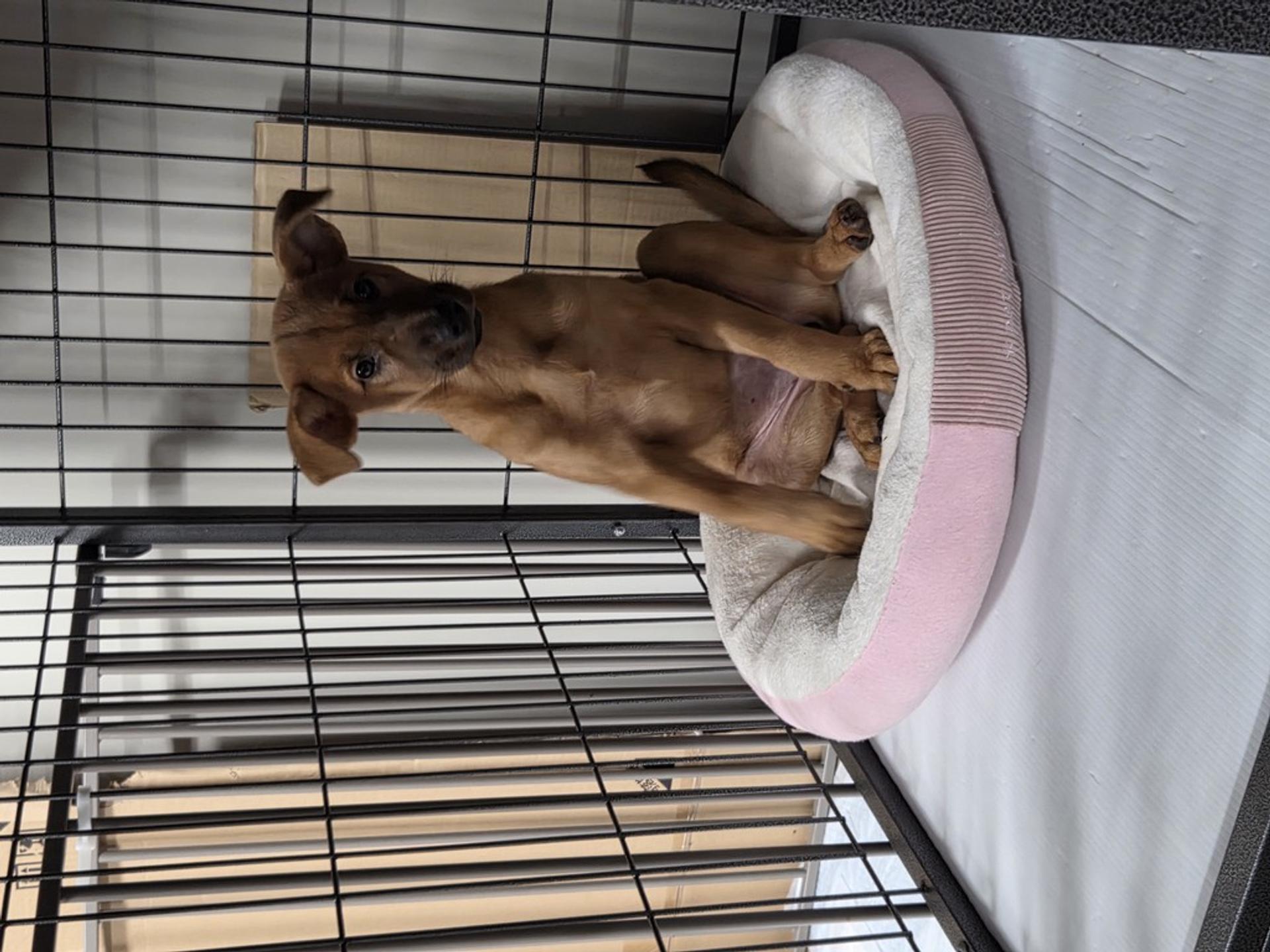 pet-image-3