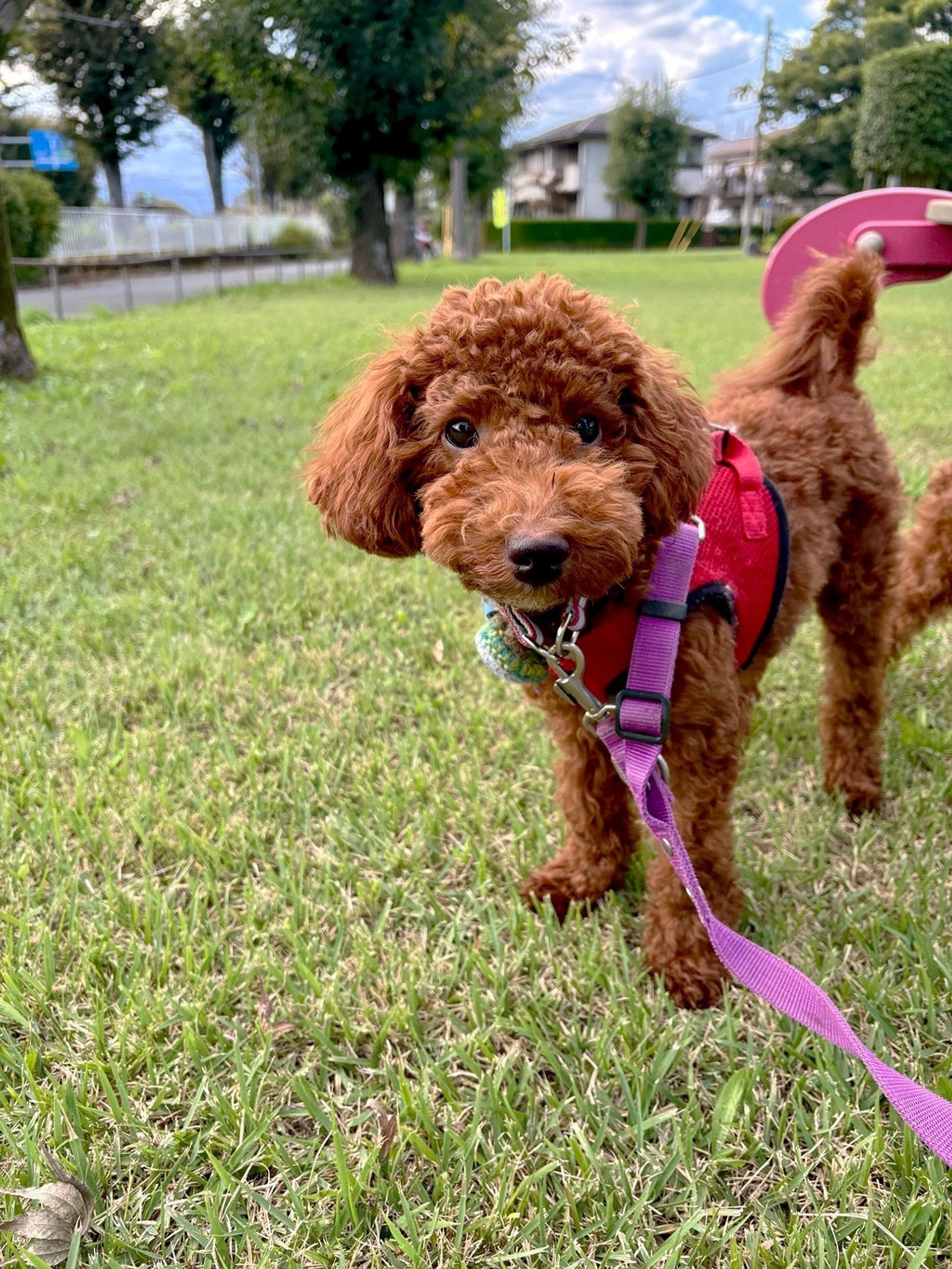 pet-image-3