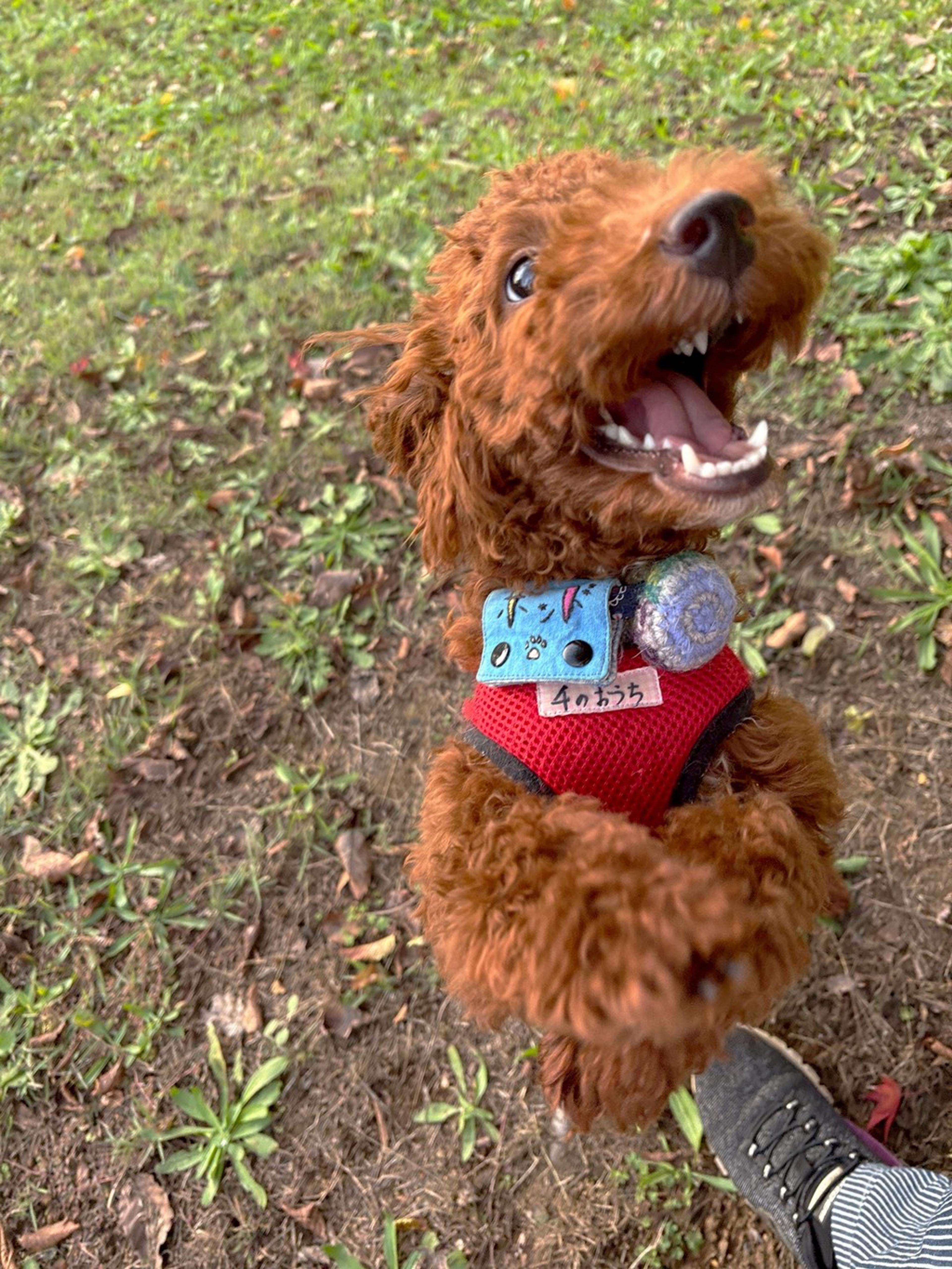 pet-image-5