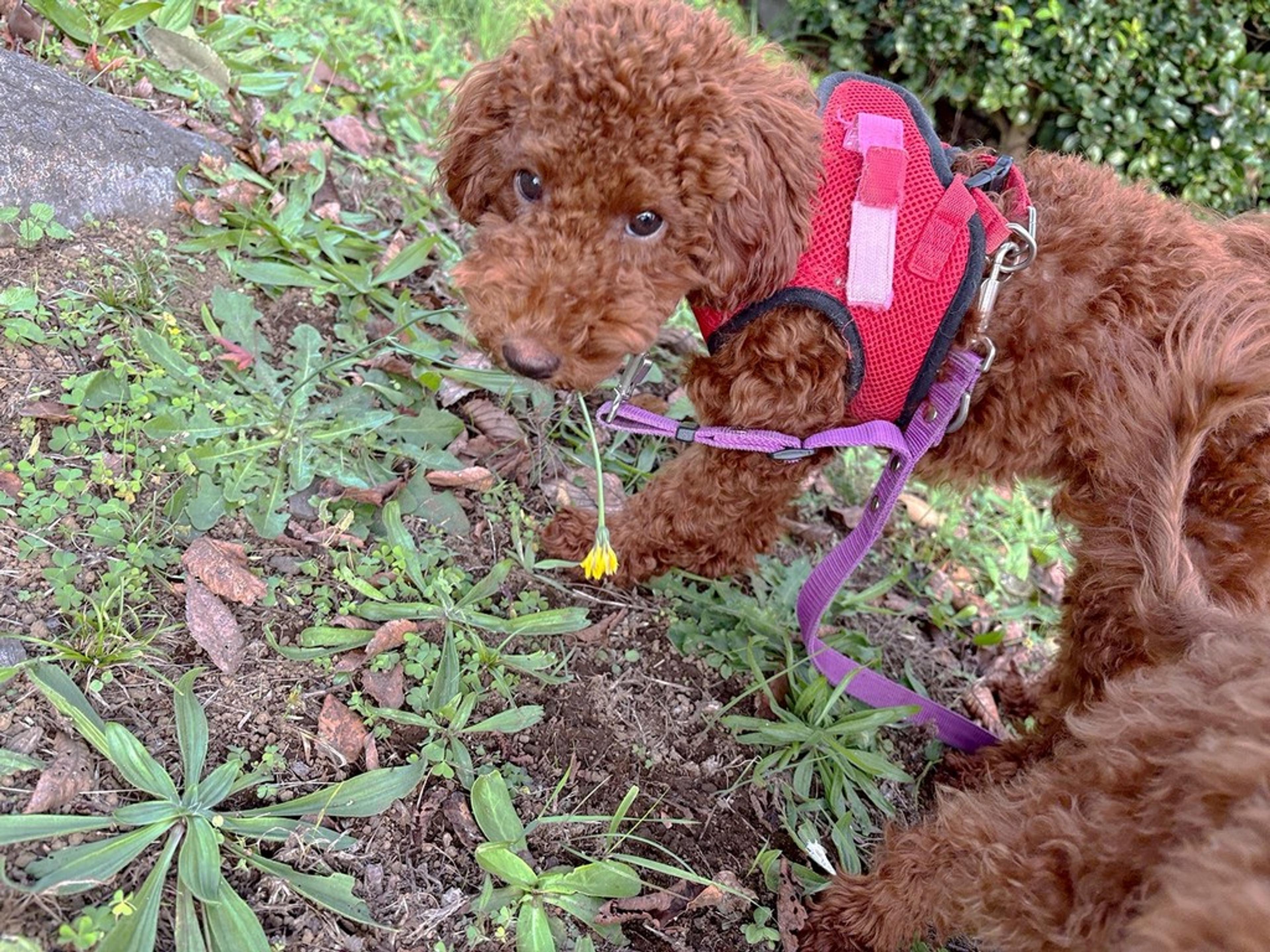 pet-image-6