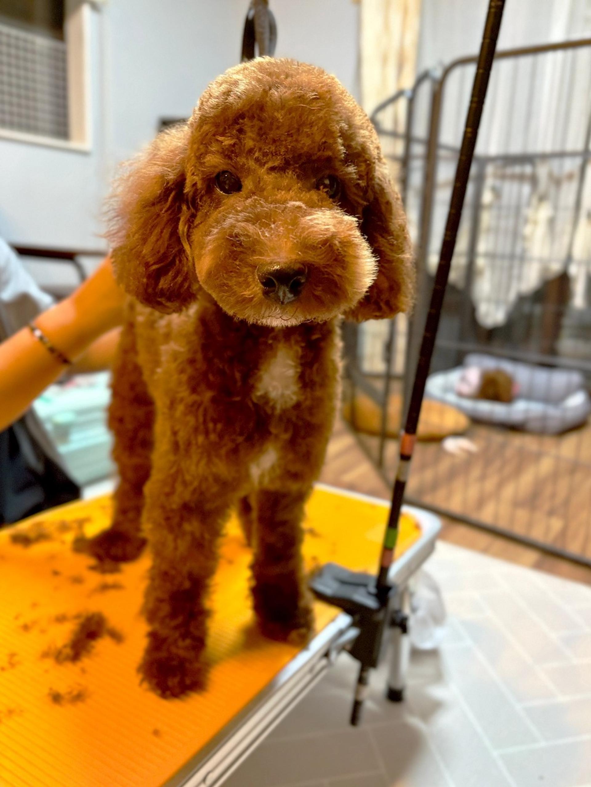 pet-image-10