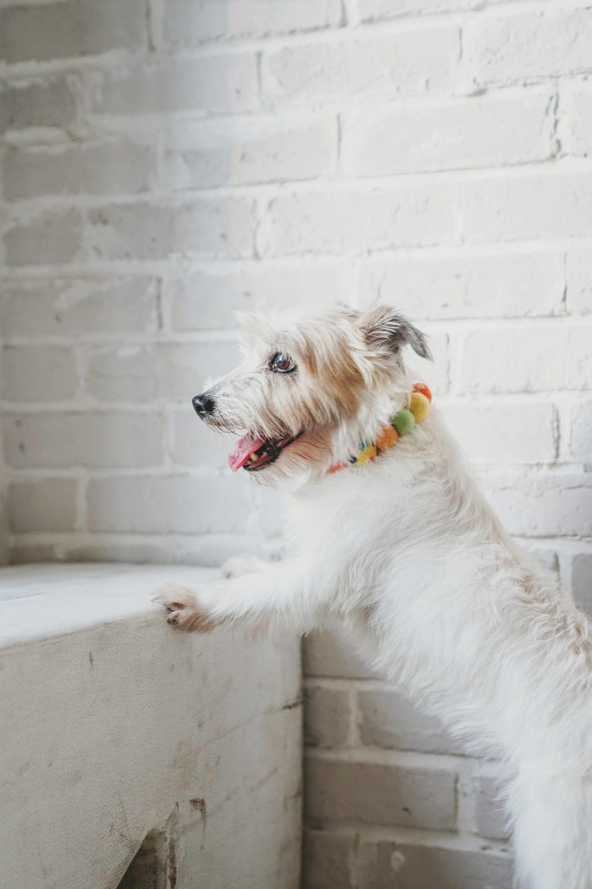 pet-image-4