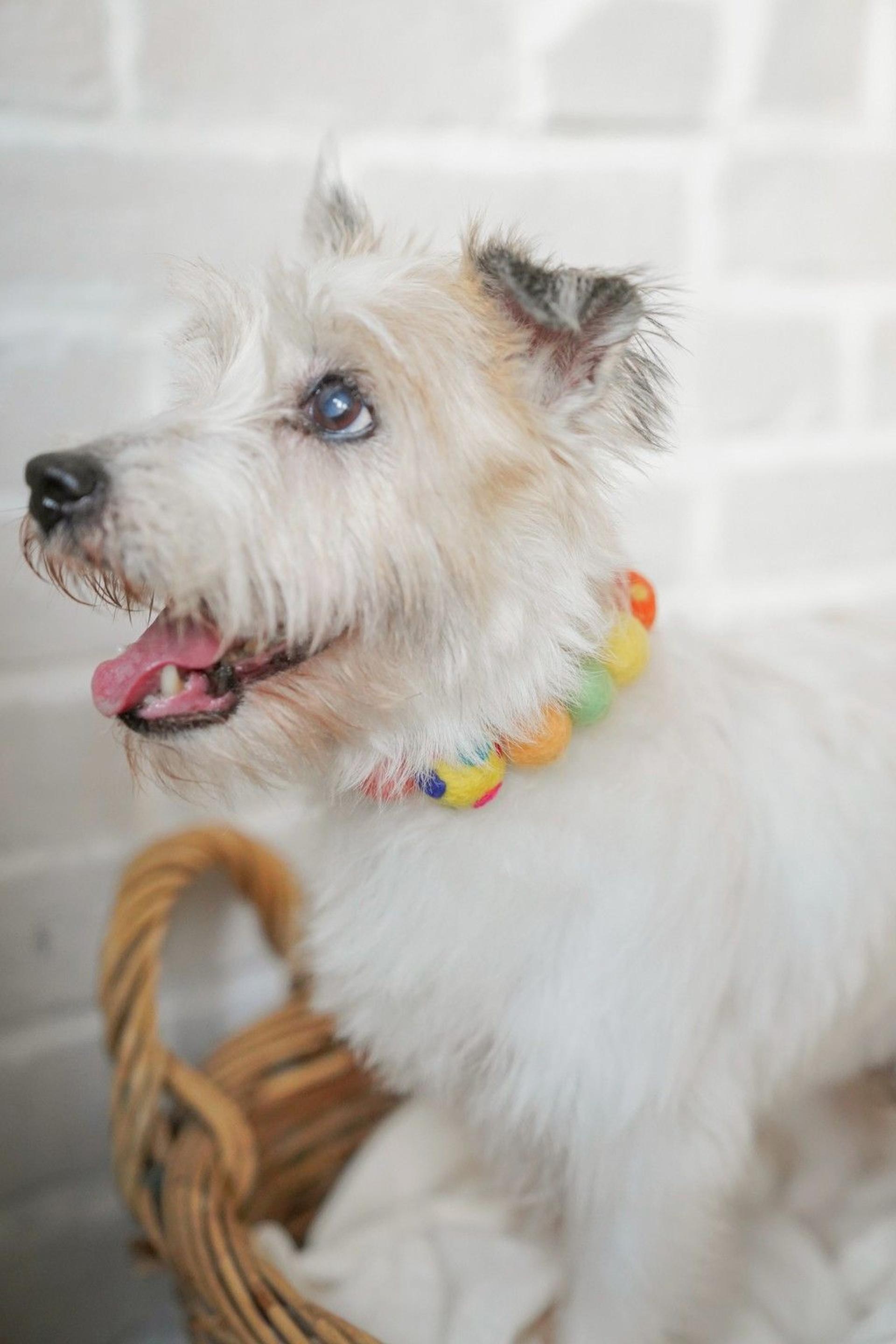 pet-image-5