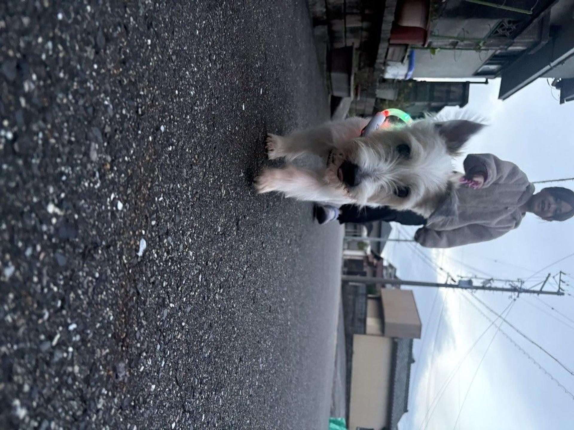 pet-image-6