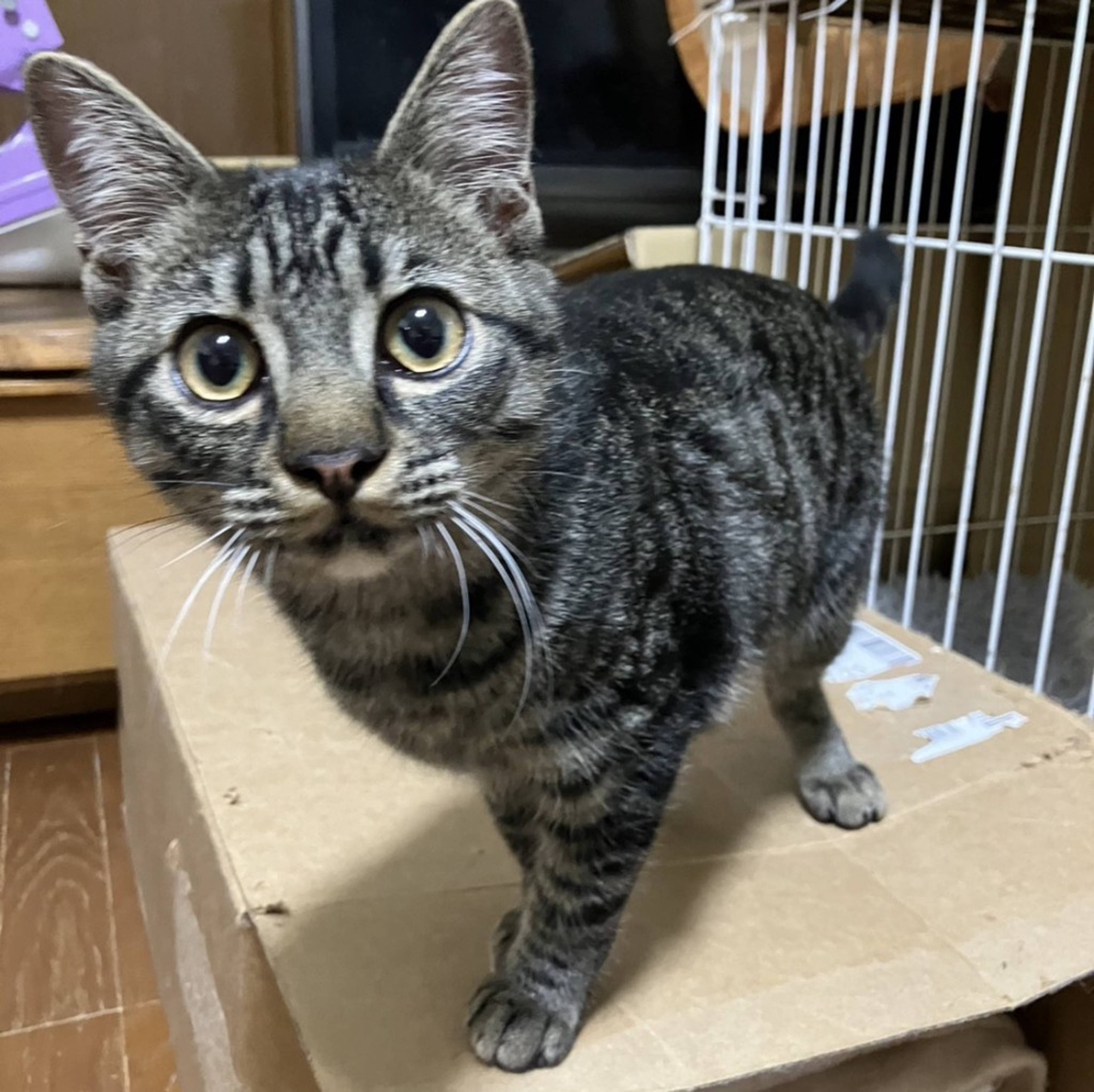 雑種（ミックス猫）・オスの里親募集の写真