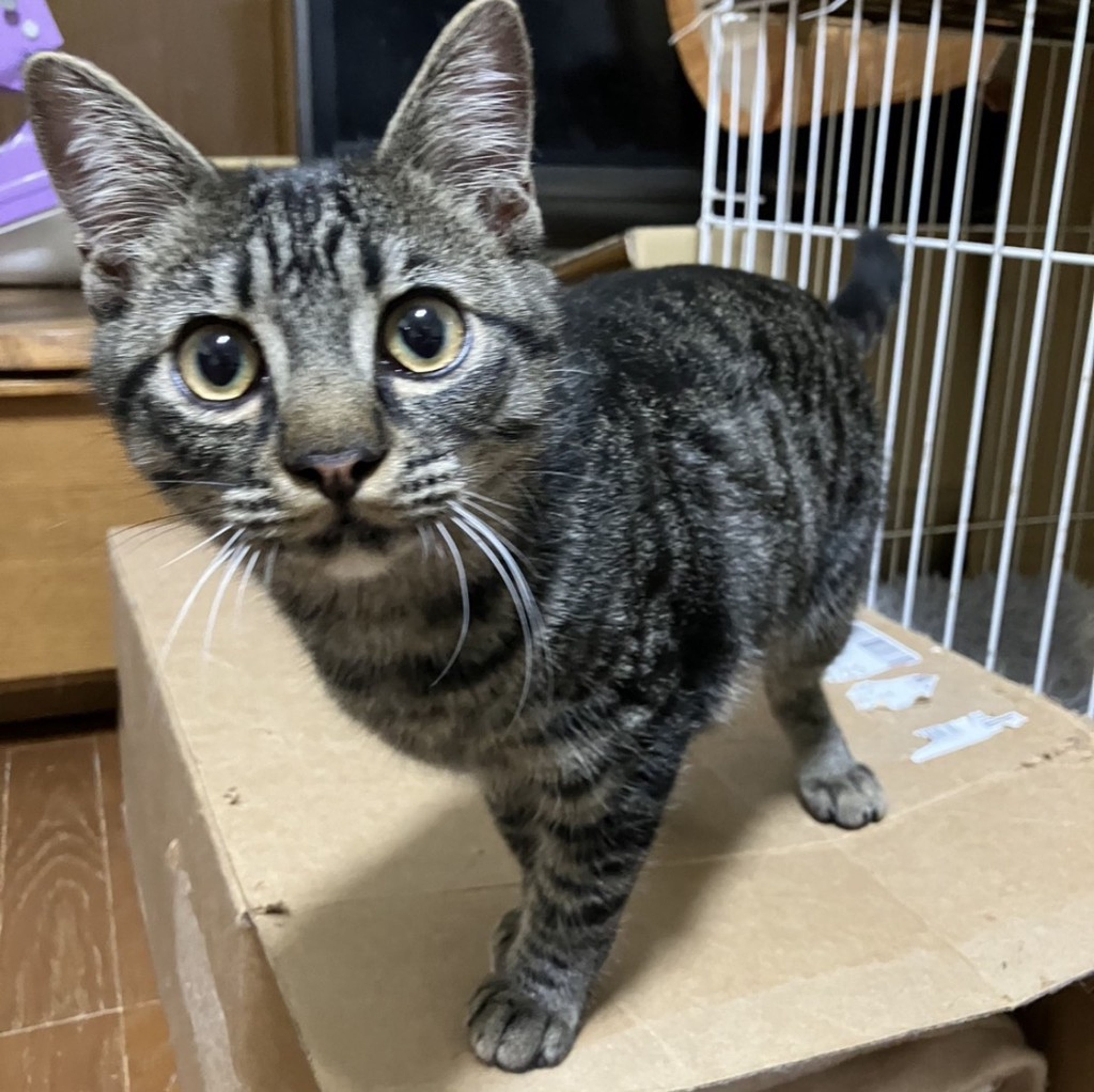 雑種（ミックス猫）・オスの里親募集の写真