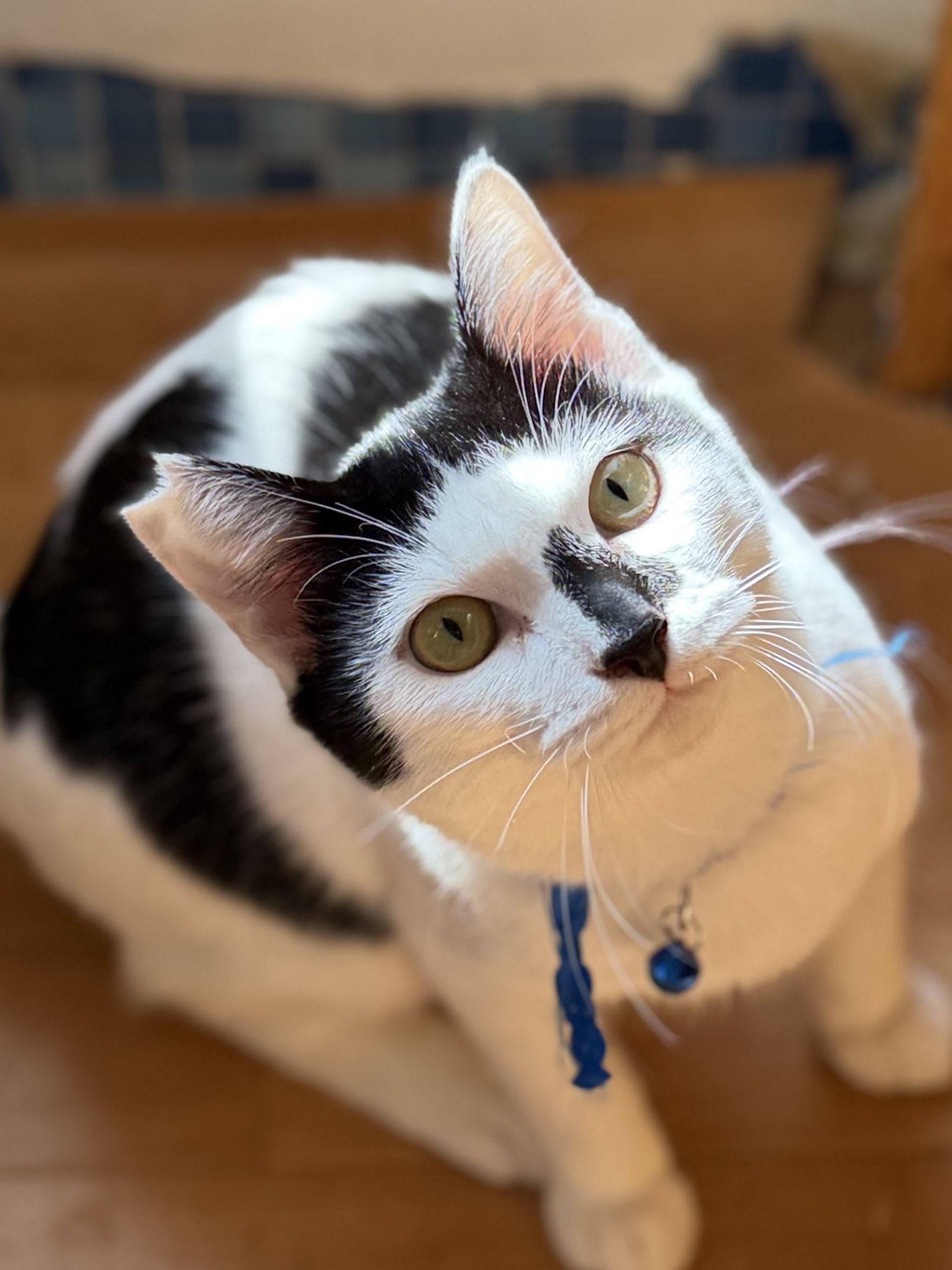 雑種（ミックス猫）・オスの里親募集の写真