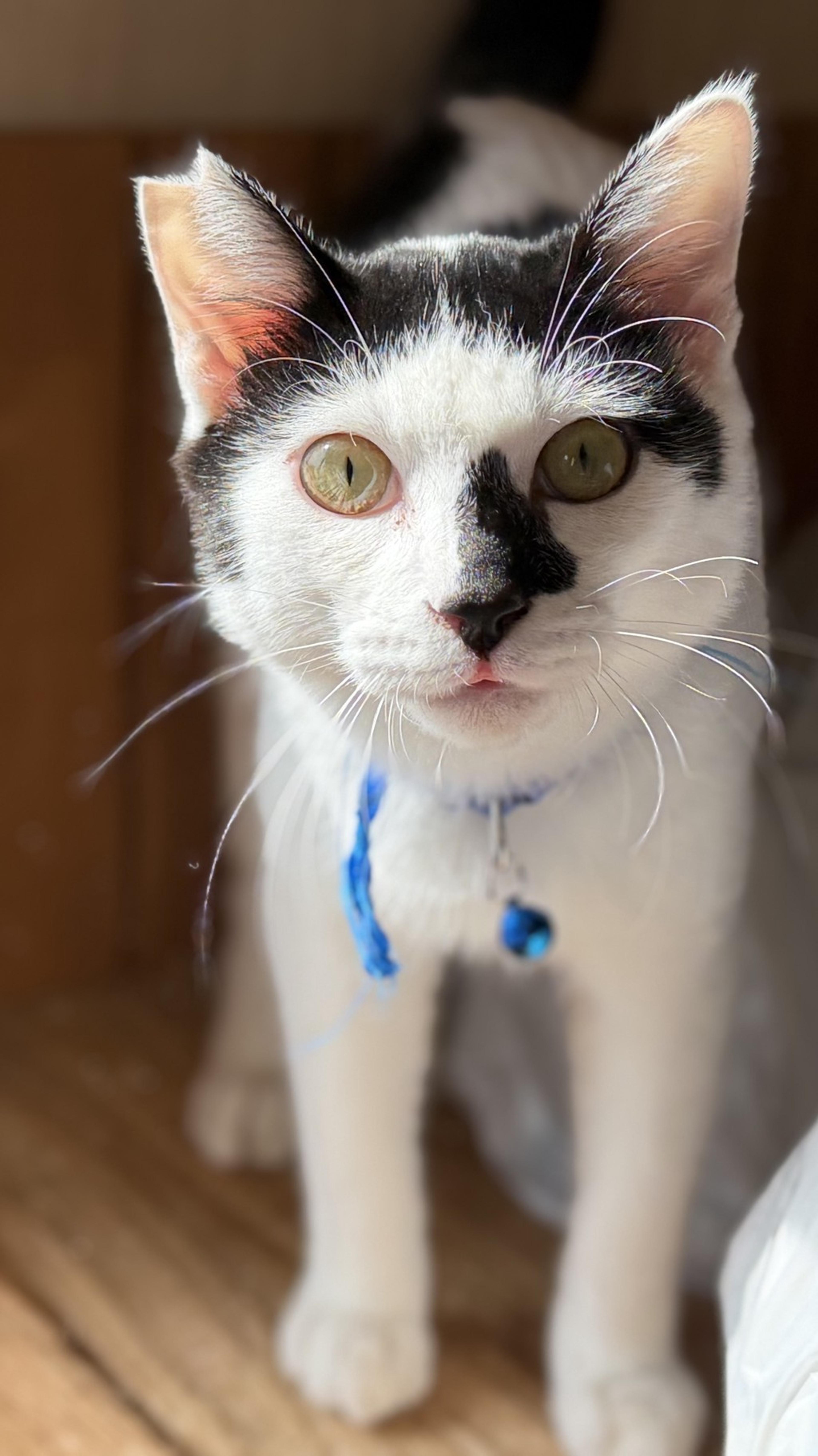 pet-image-2