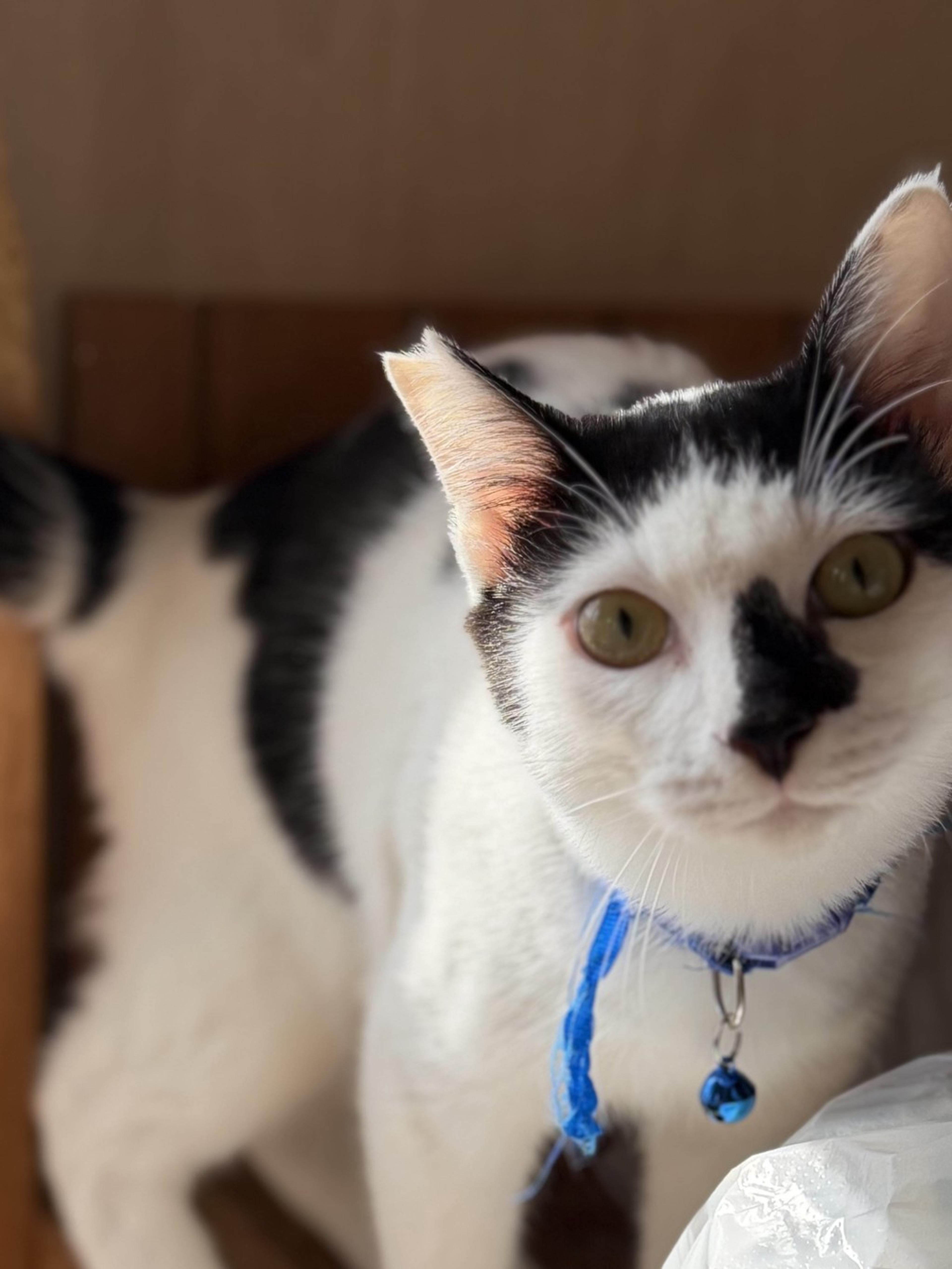 pet-image-3