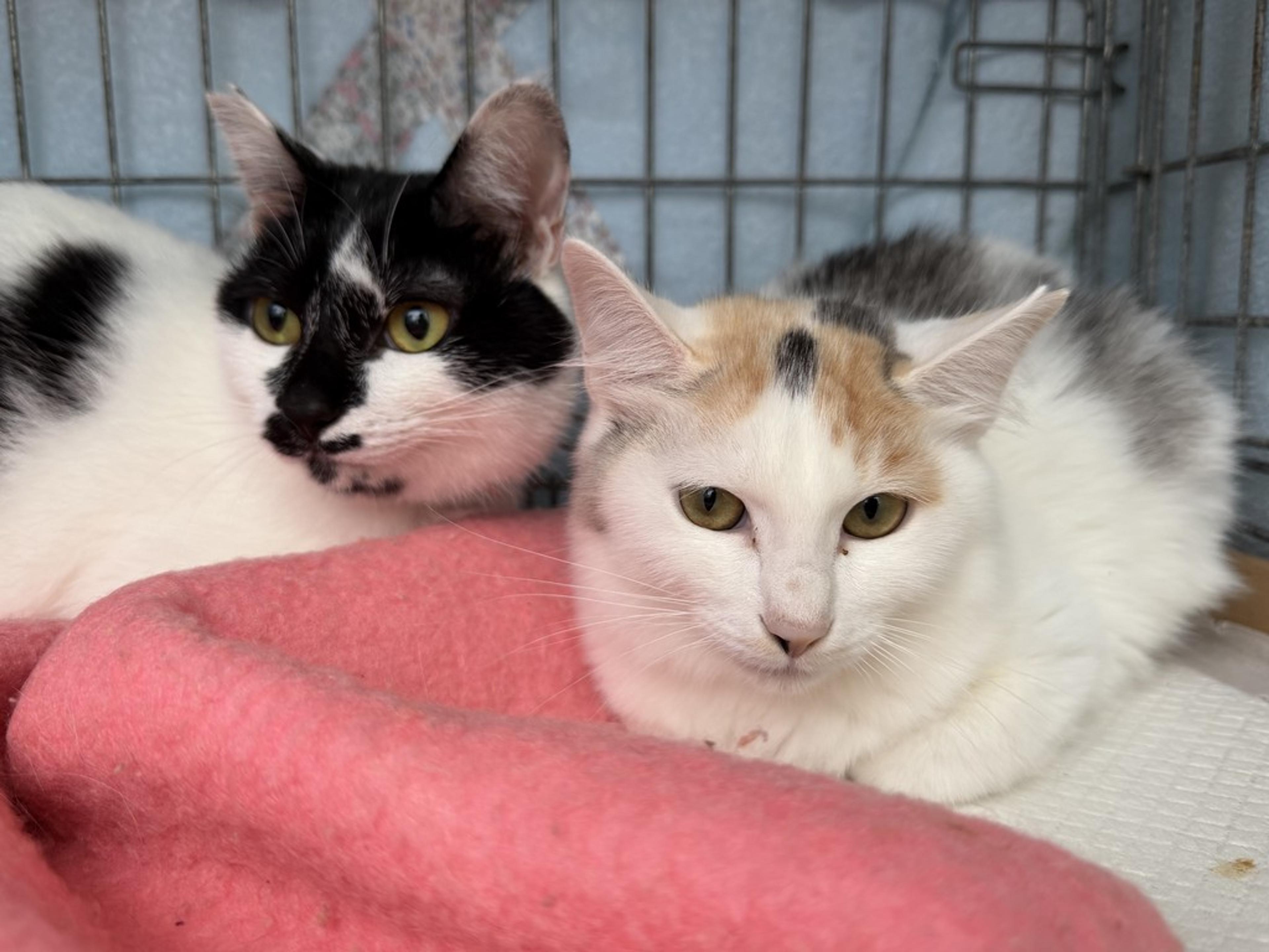 pet-image-2