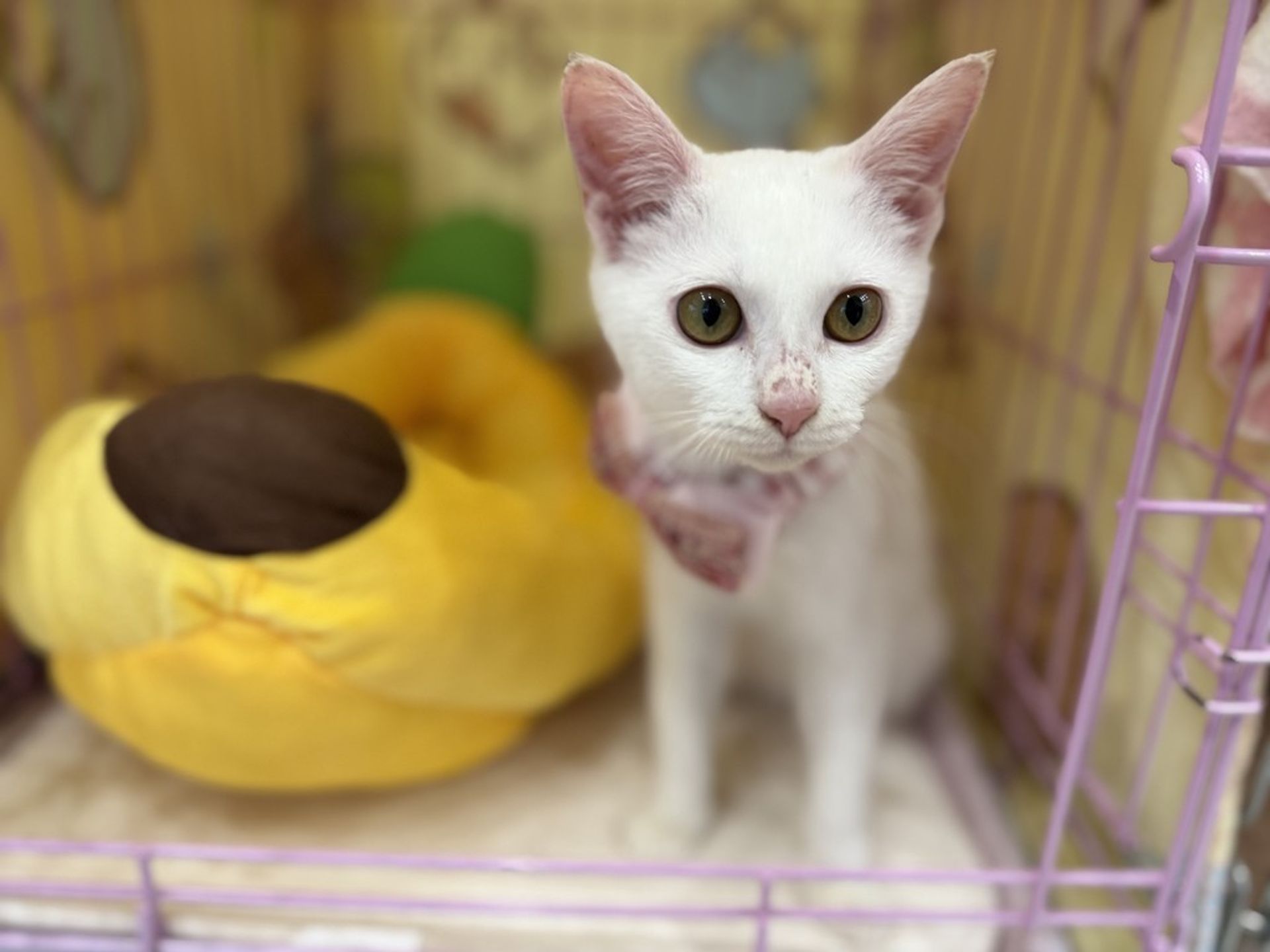 雑種（ミックス猫）・メスの里親募集の写真