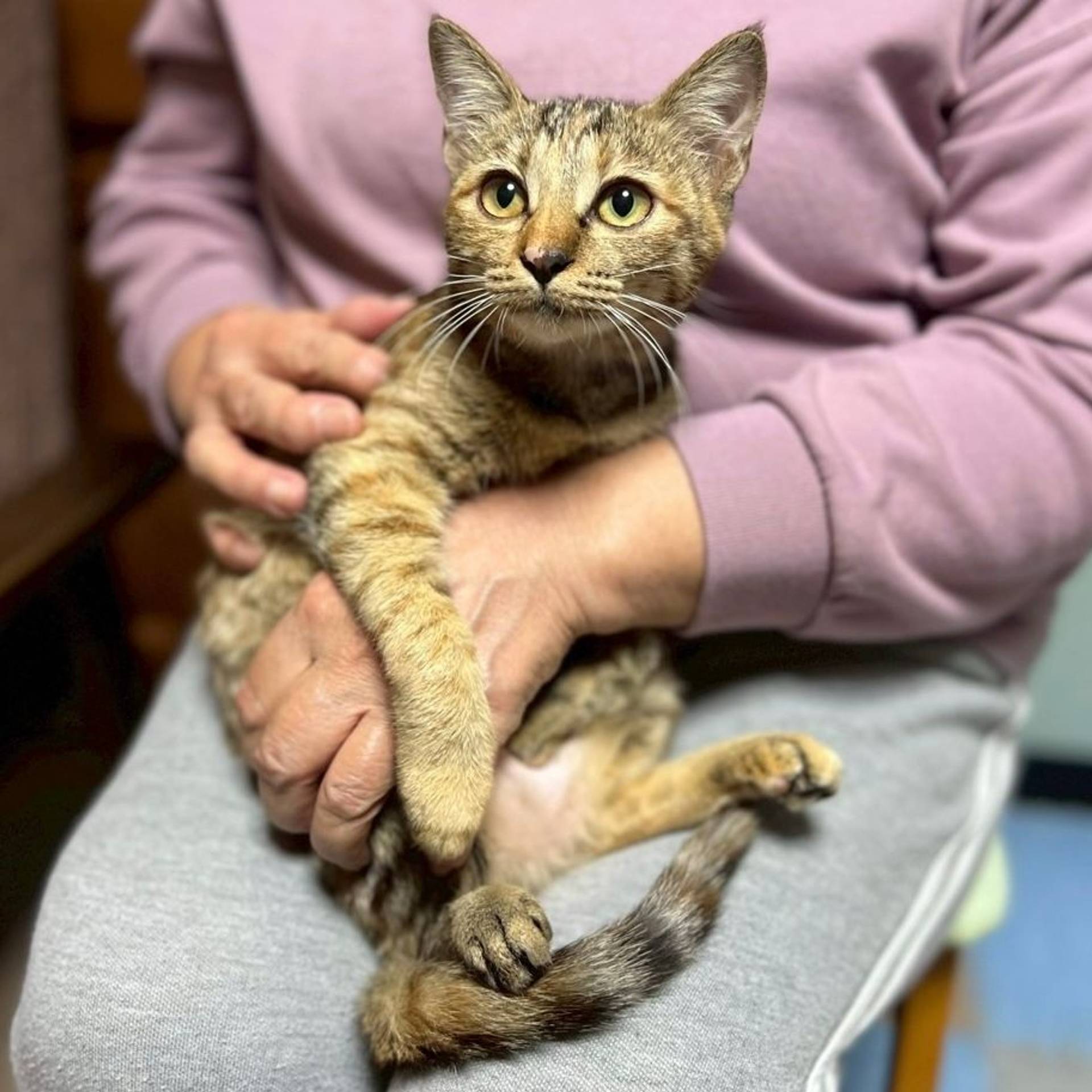 雑種（ミックス猫）・メスの里親募集の写真