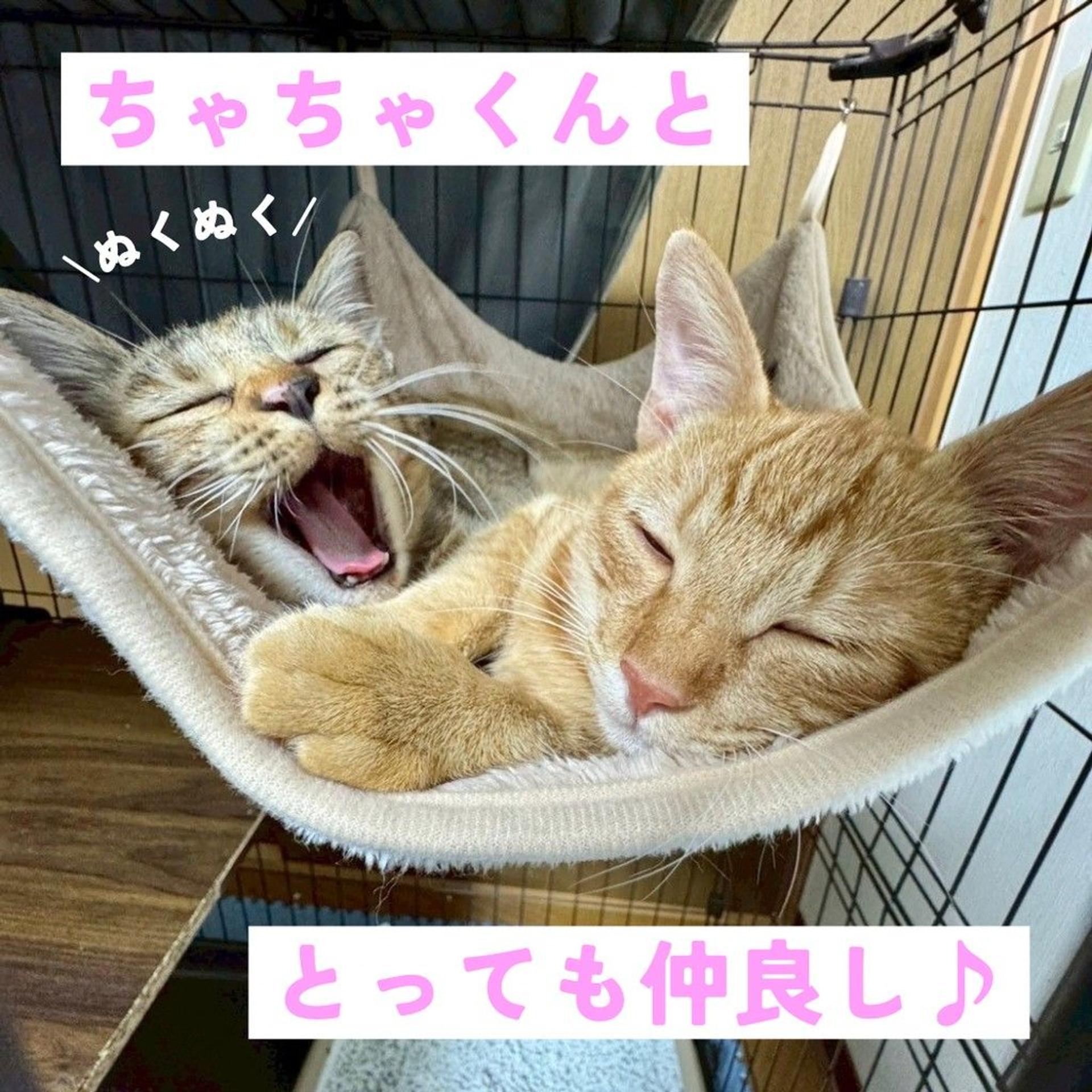 pet-image-6