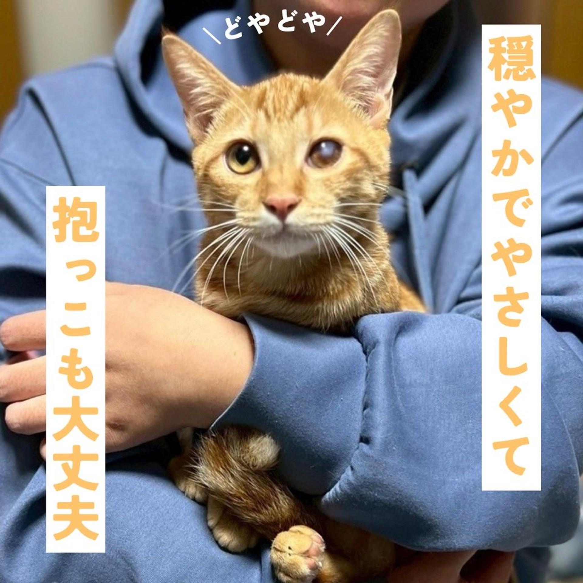pet-image-3