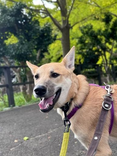 雑種（ミックス犬）・メスの里親募集の写真