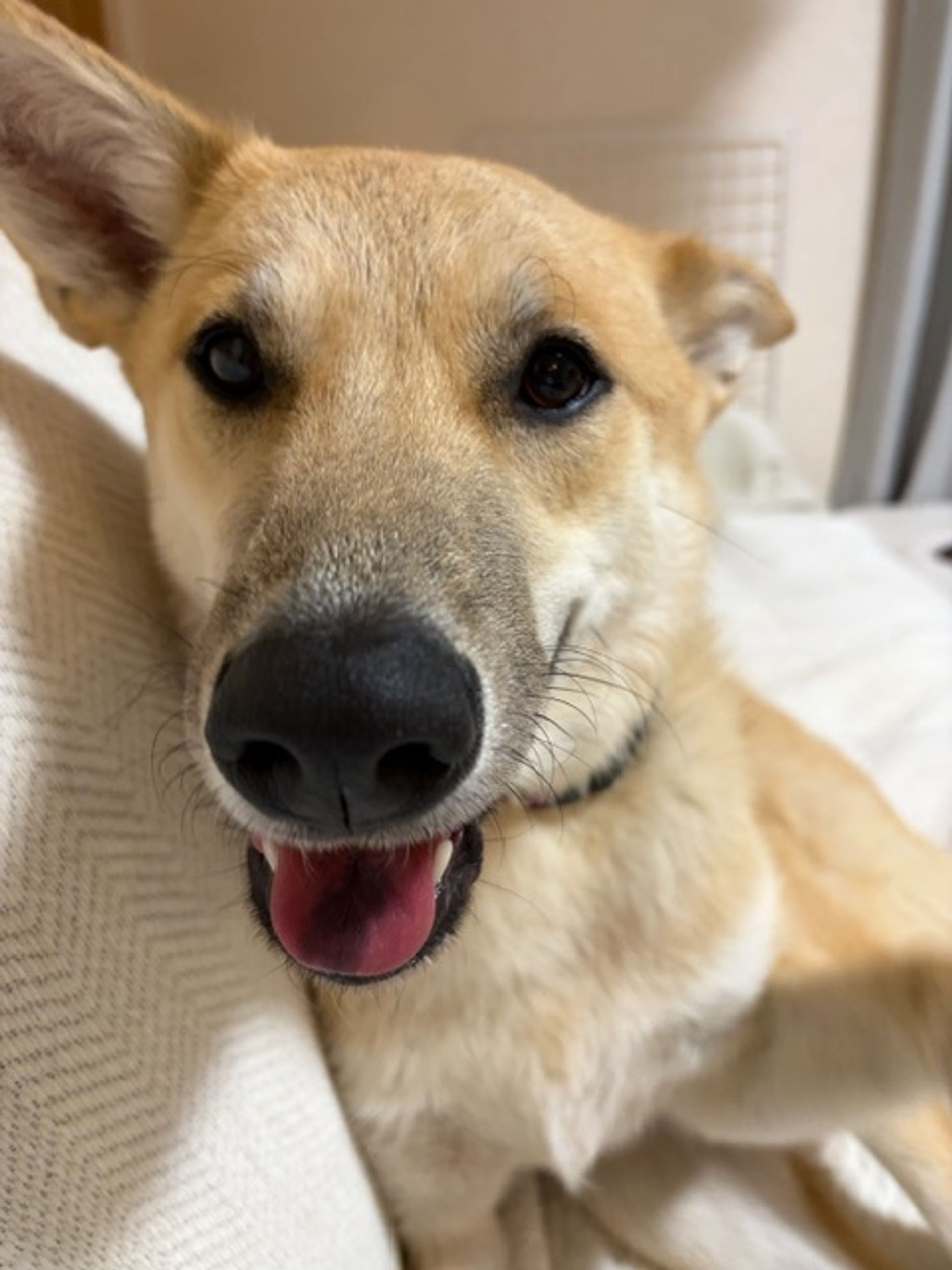 雑種（ミックス犬）・メスの里親募集の写真
