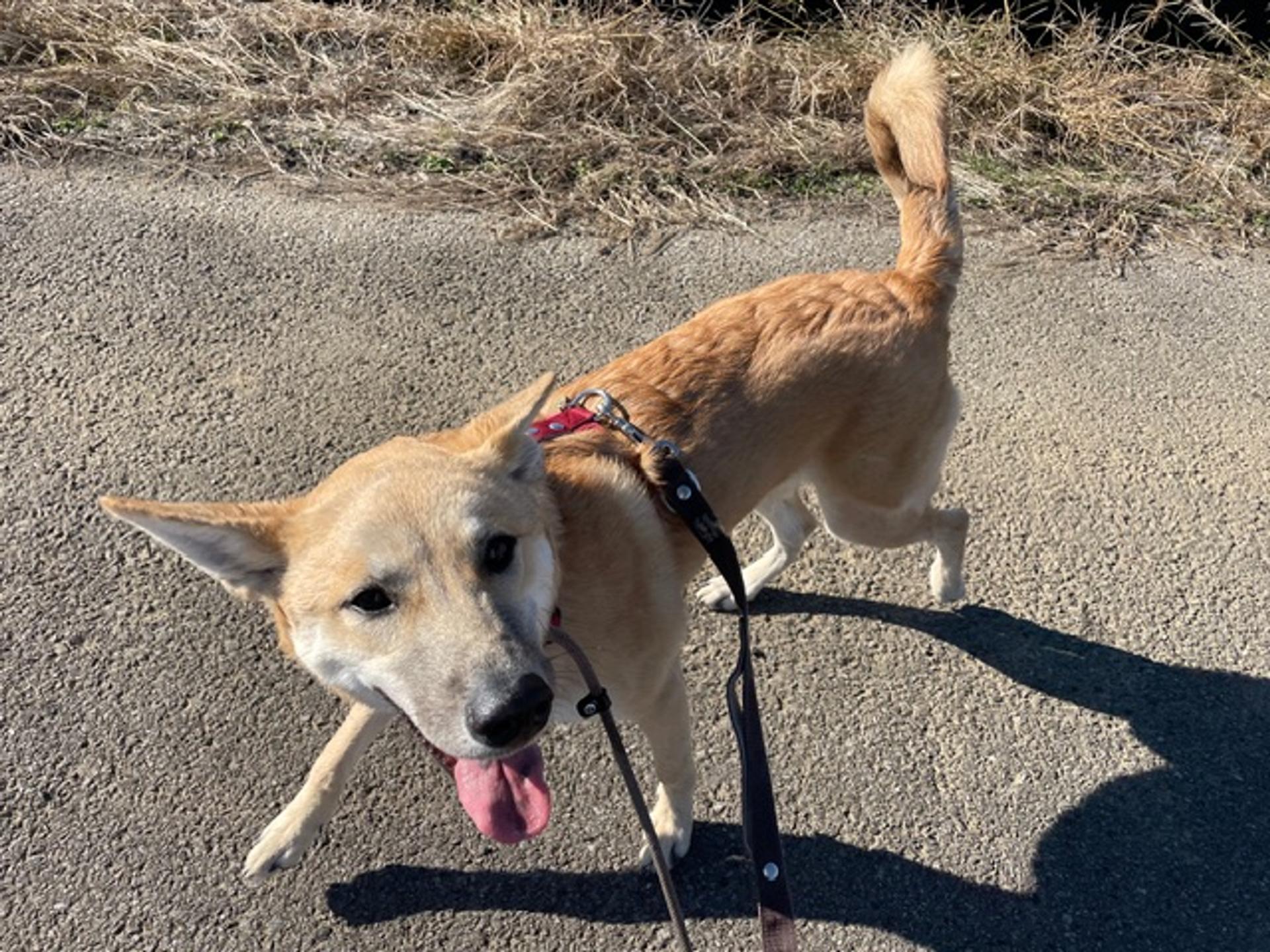 pet-image-3