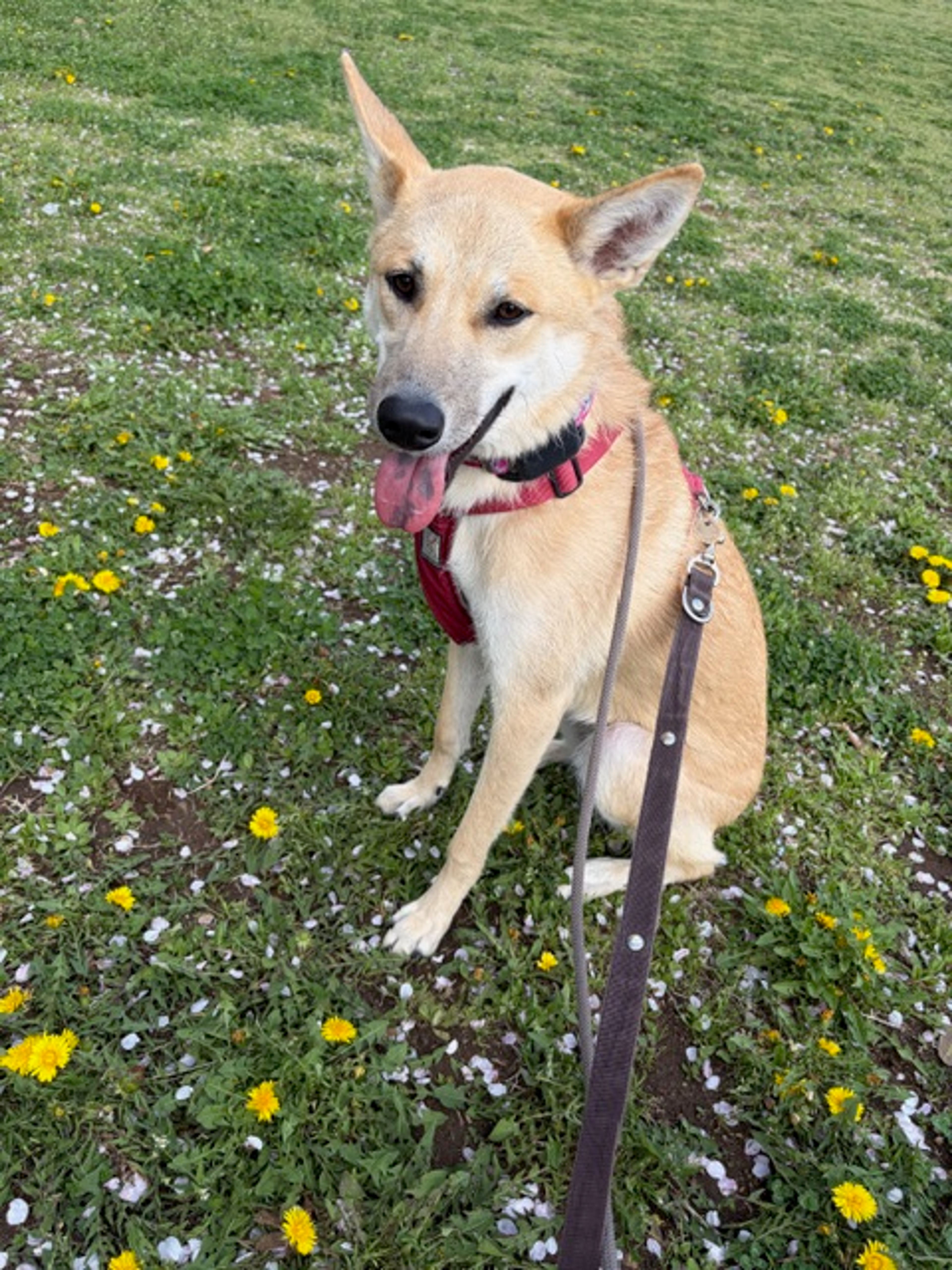 pet-image-7