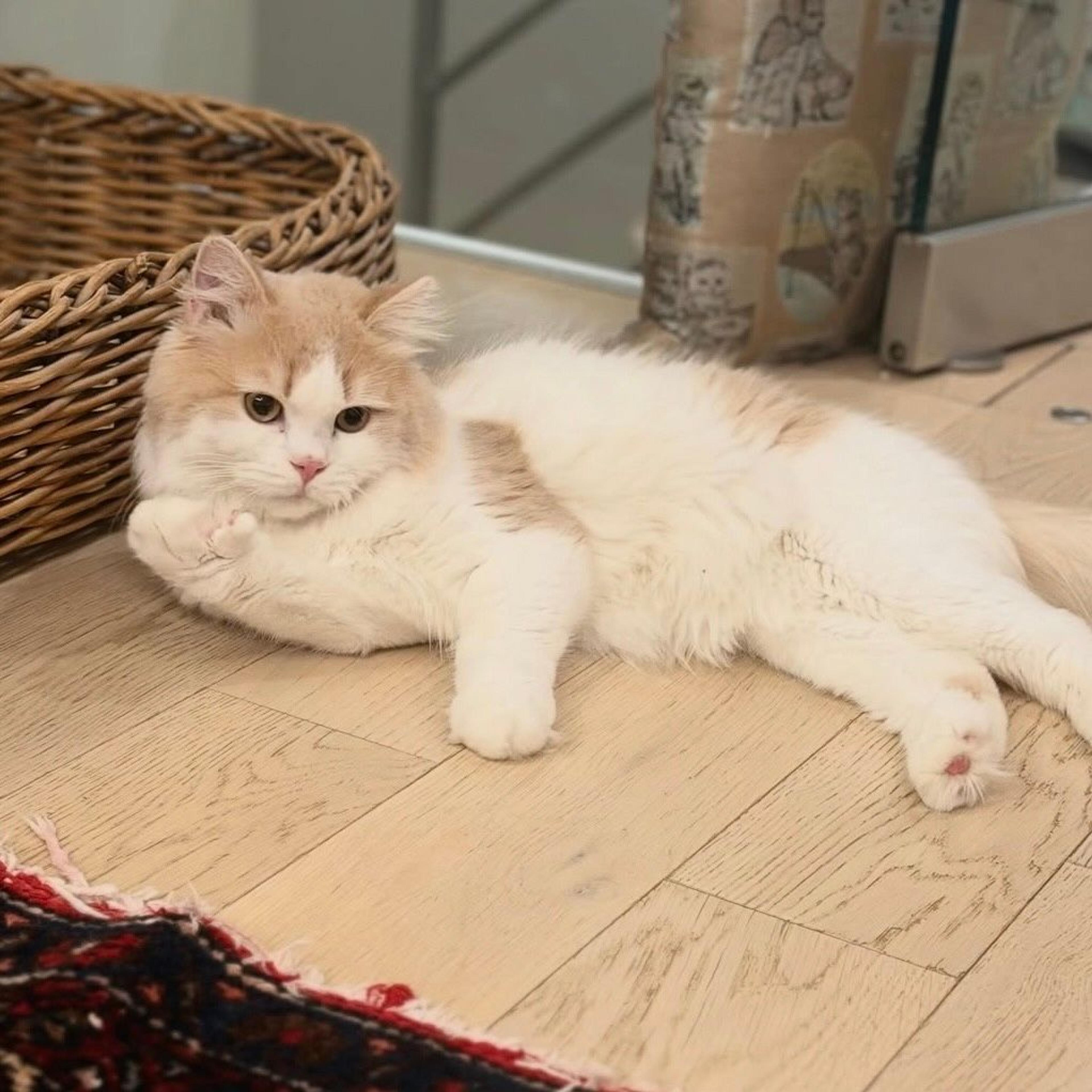 pet-image-2