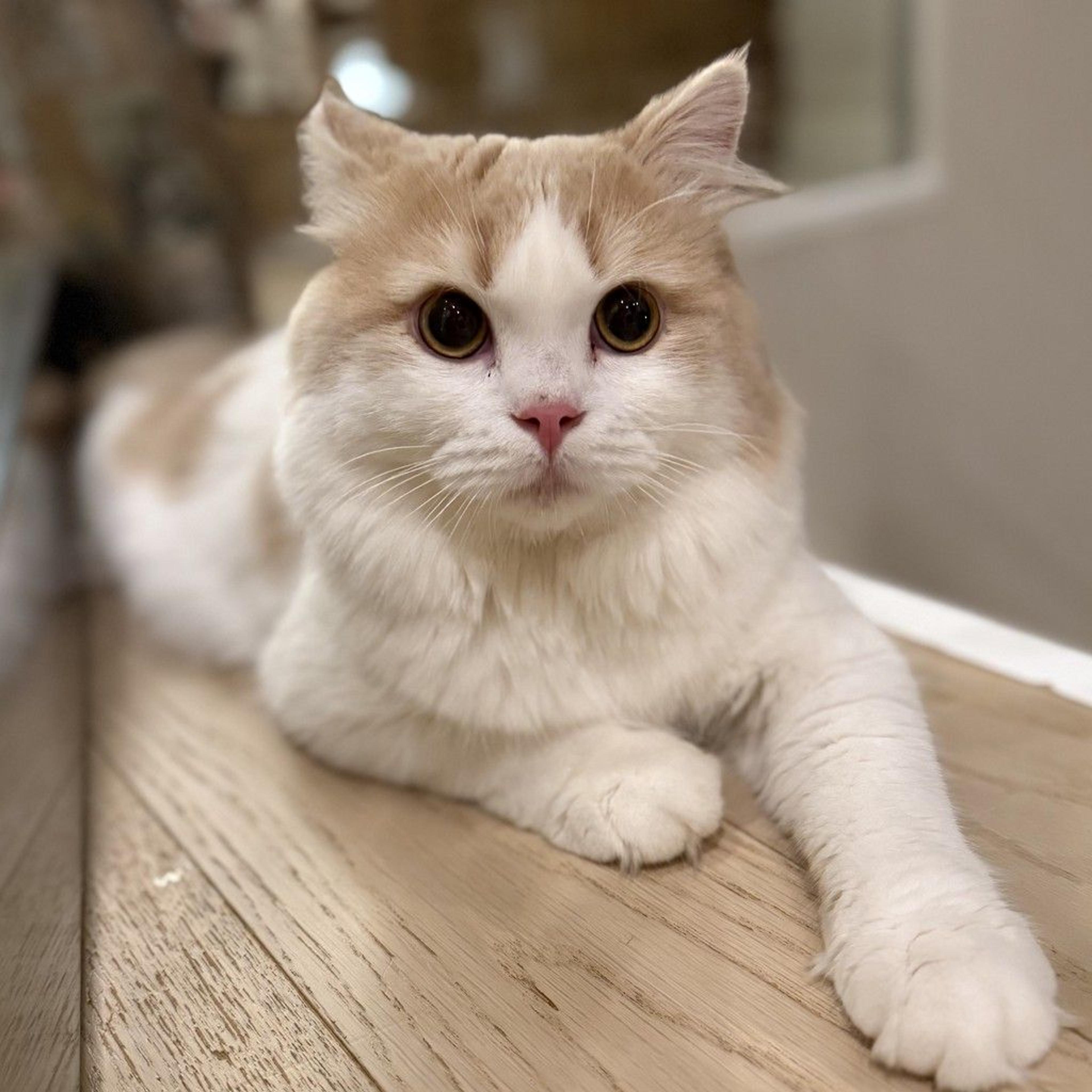 pet-image-4