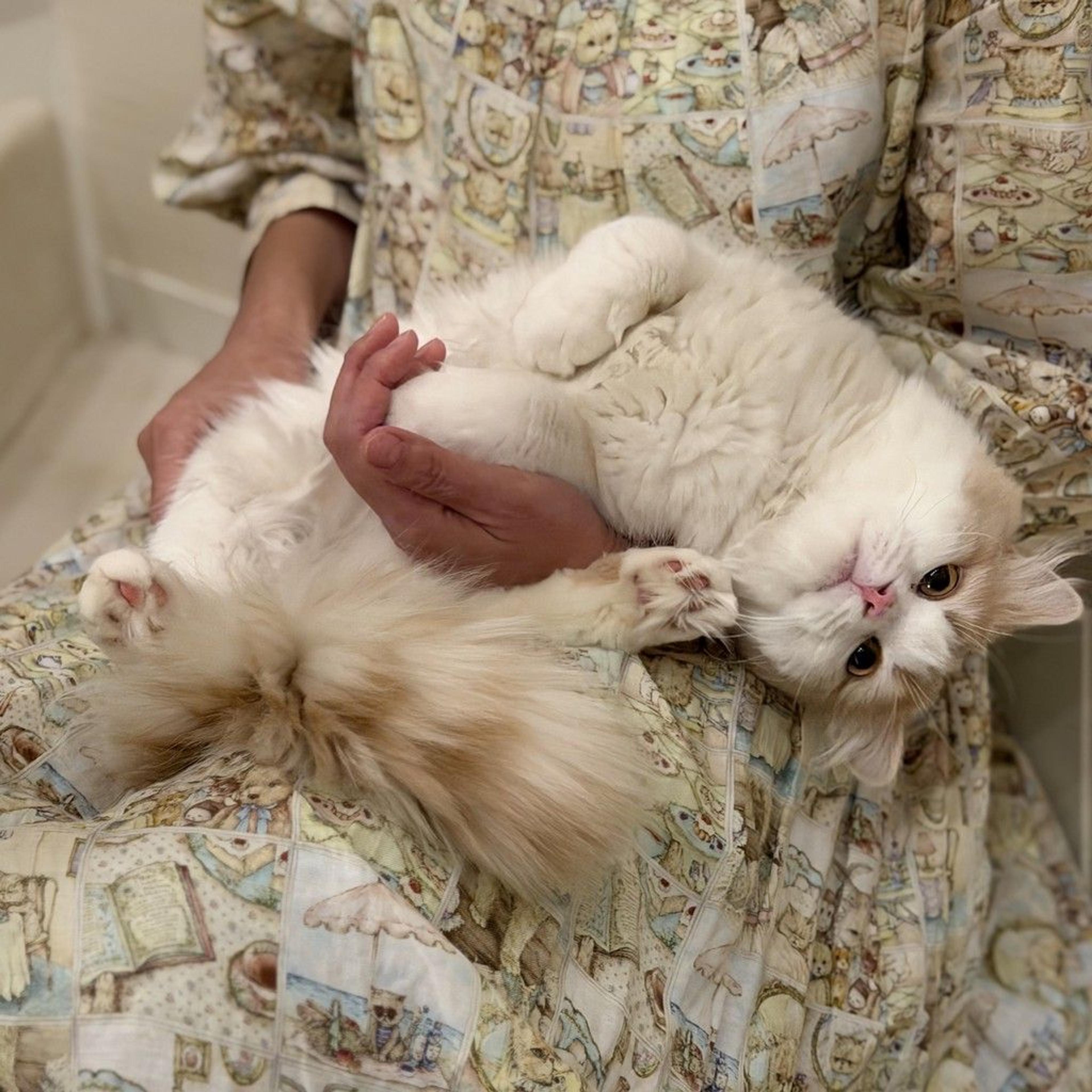 pet-image-5